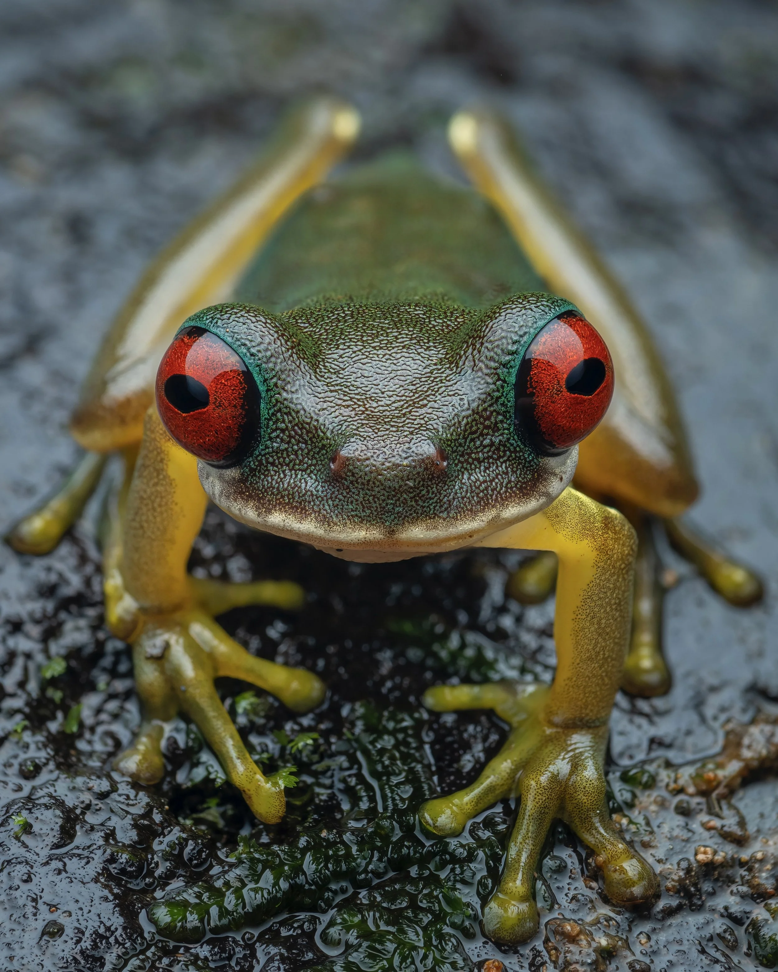 Close-up of a colorful frog with red eyes and green and yellow skin, sitting on dark, wet ground with small green plants.