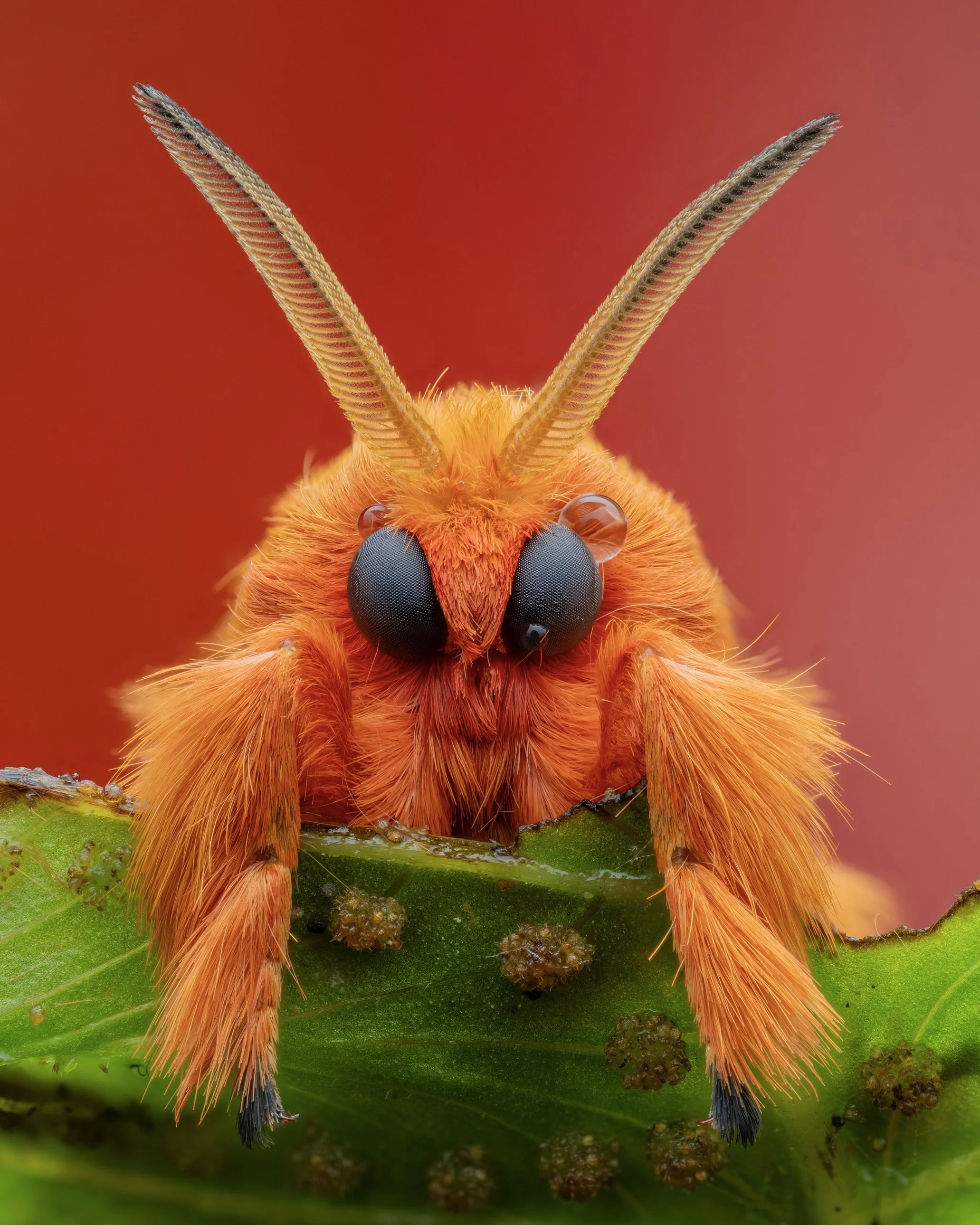 Close-up of an orange furry insect with large black eyes, long antennae, perched on a green leaf.