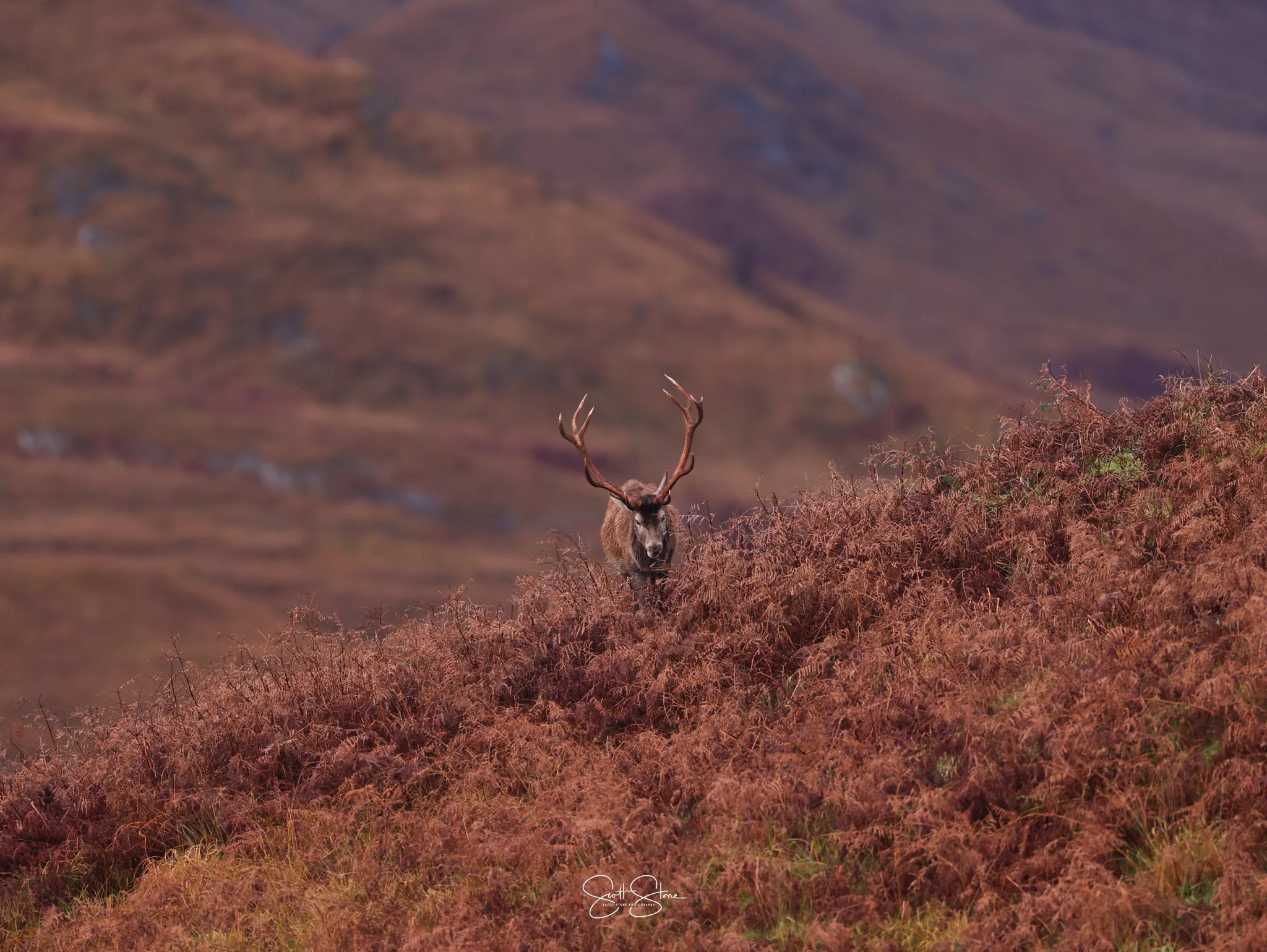 A stag with large antlers standing amidst brown and reddish ferns on a hillside, with blurred rolling hills in the background under an overcast sky.