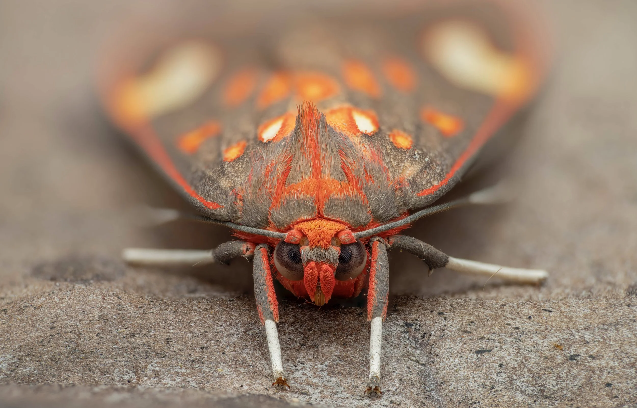 Close-up of a colorful moth on the ground, showing orange, black, and brown patterns.