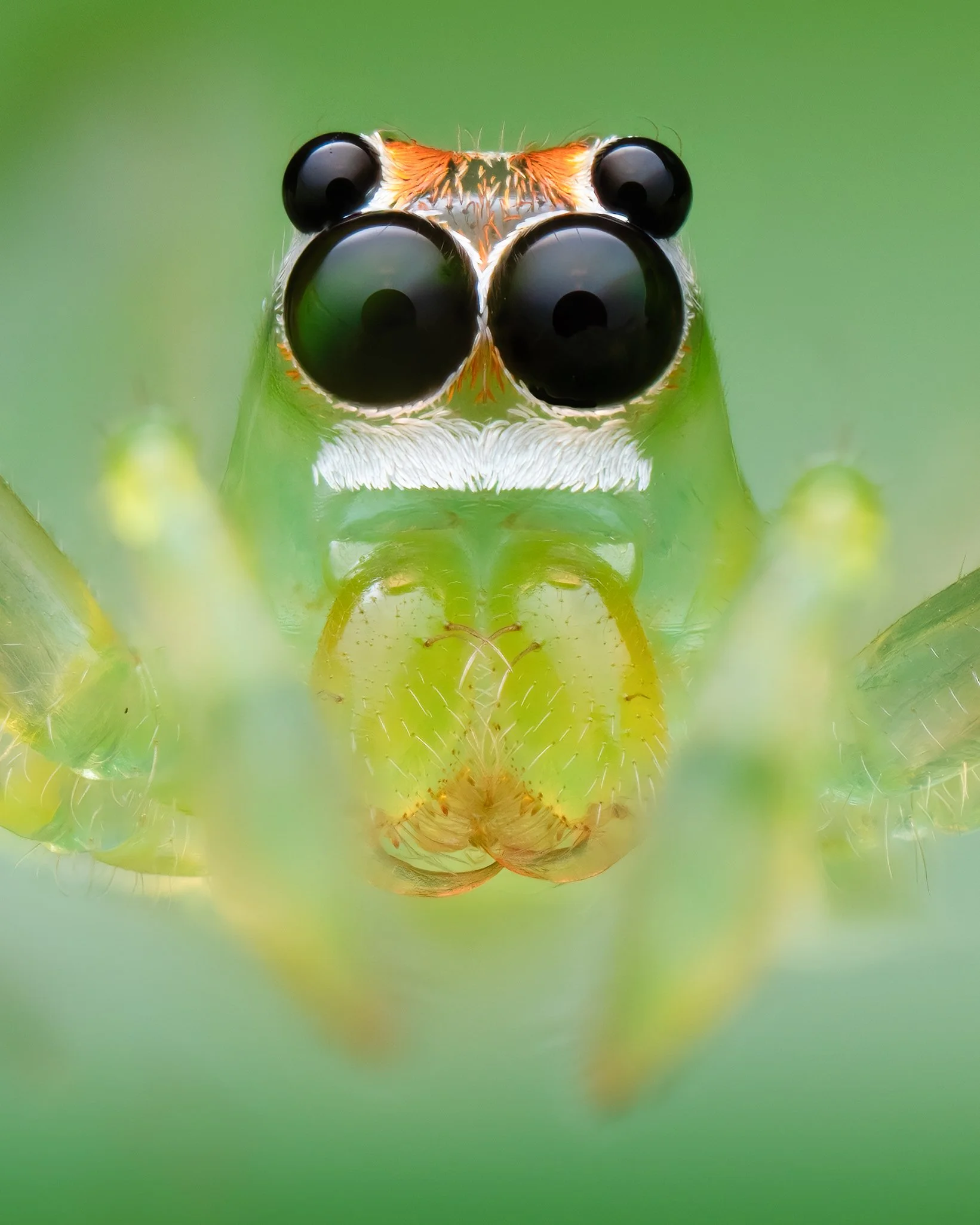 Springspinne1.jpg