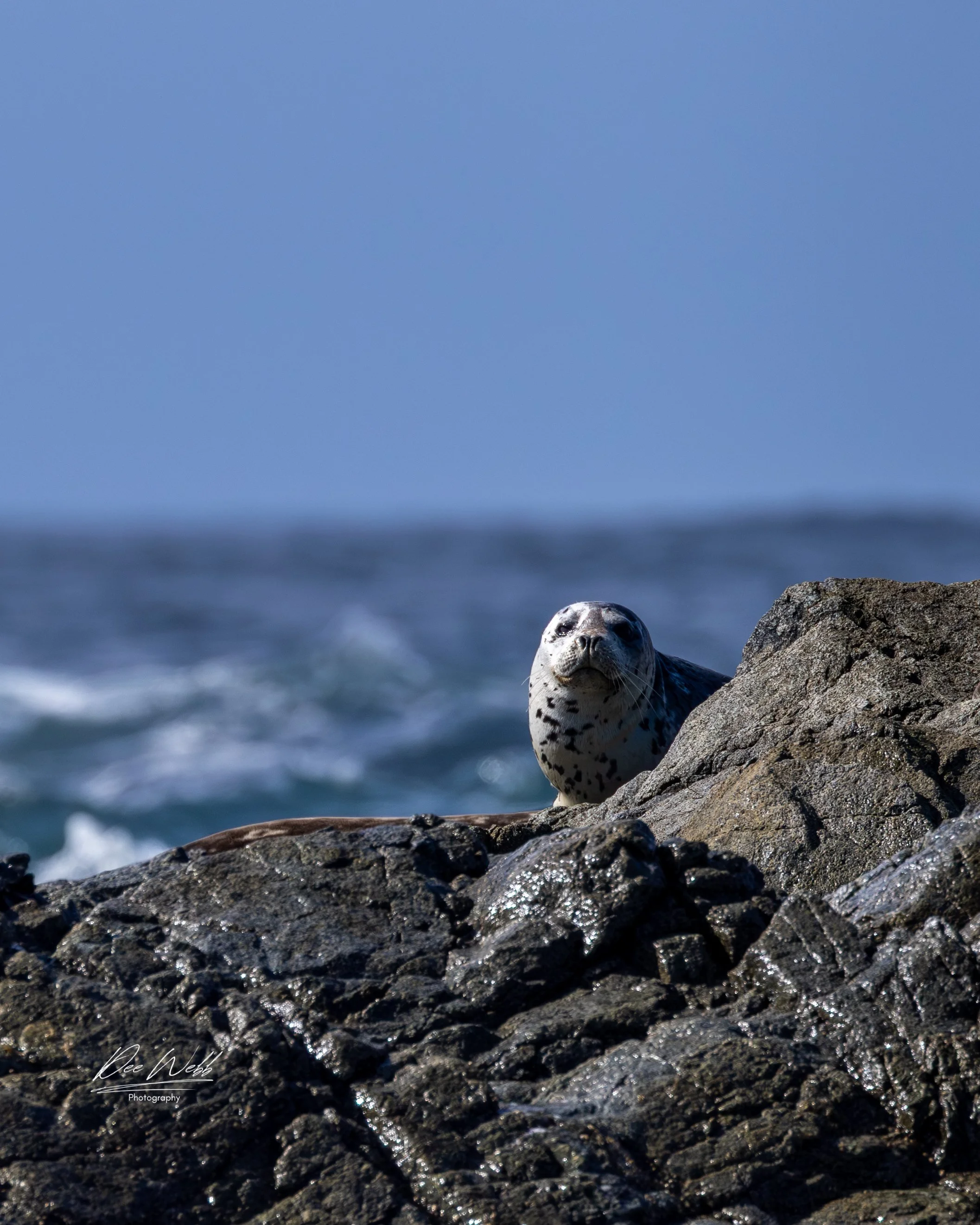 Bamfield whales Harbor Seal 1.jpg