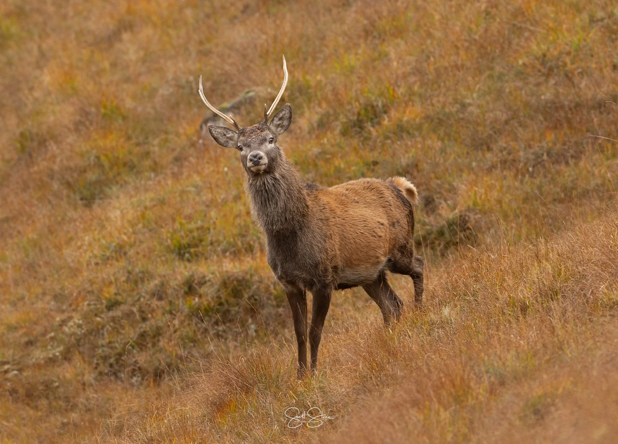 A young male elk with antlers standing in a grassy field during autumn.