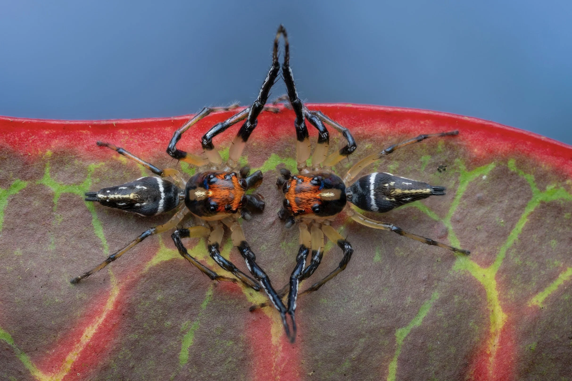 Two spiders with black and orange markings on a leaf with red edges.