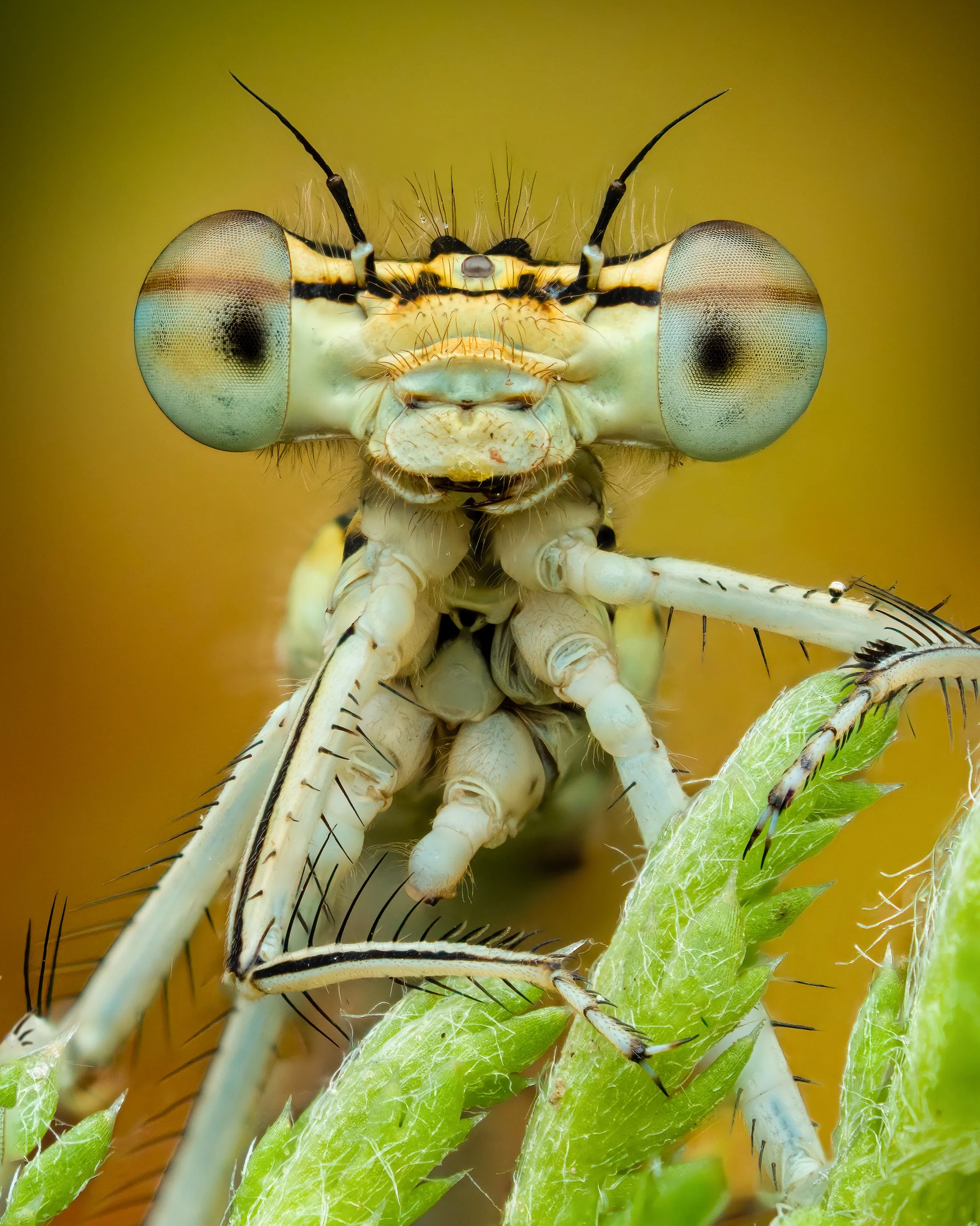 Costa Rica Advanced Macro - July 24-27, 2026