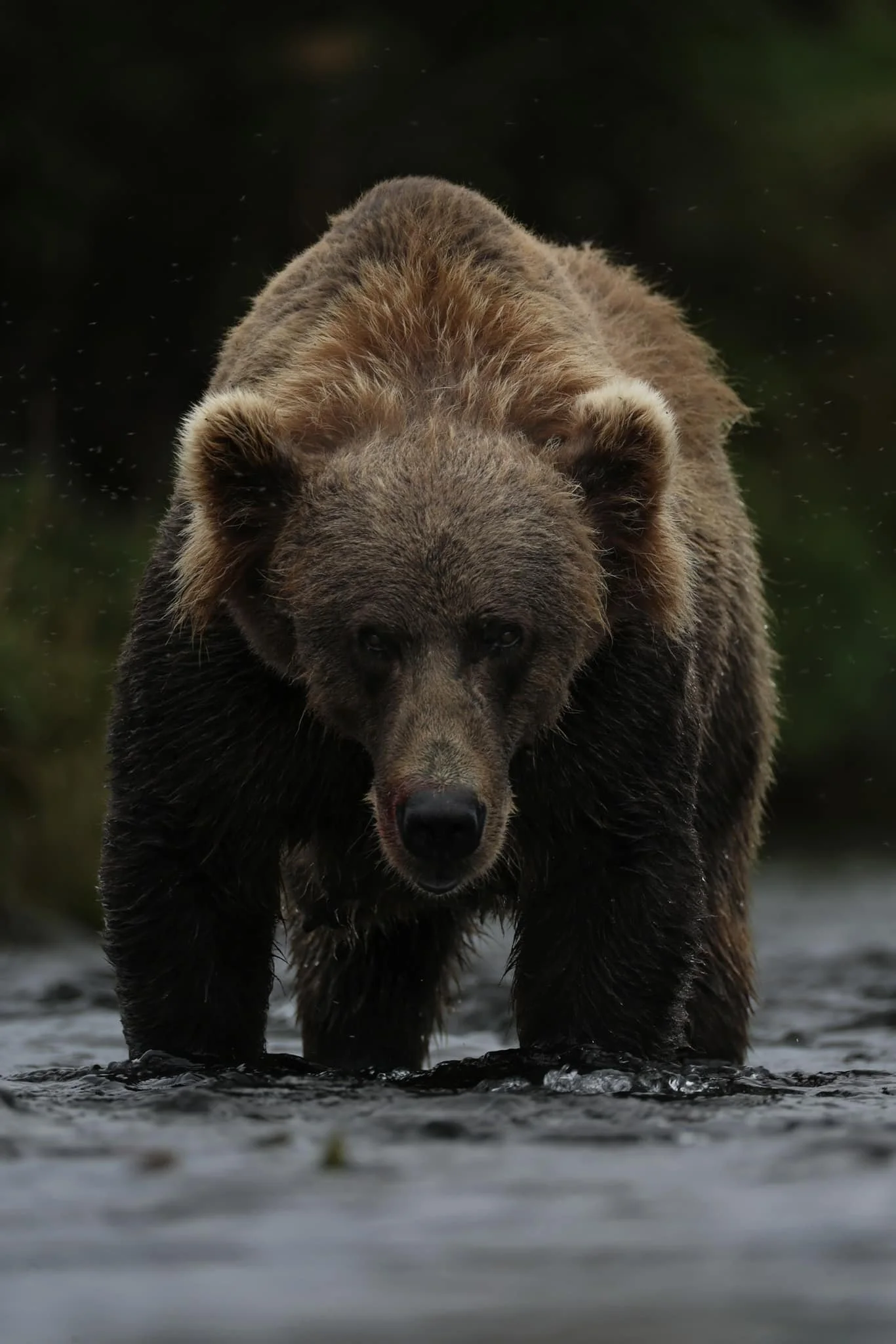 kodiak brown bear alaska.jpeg