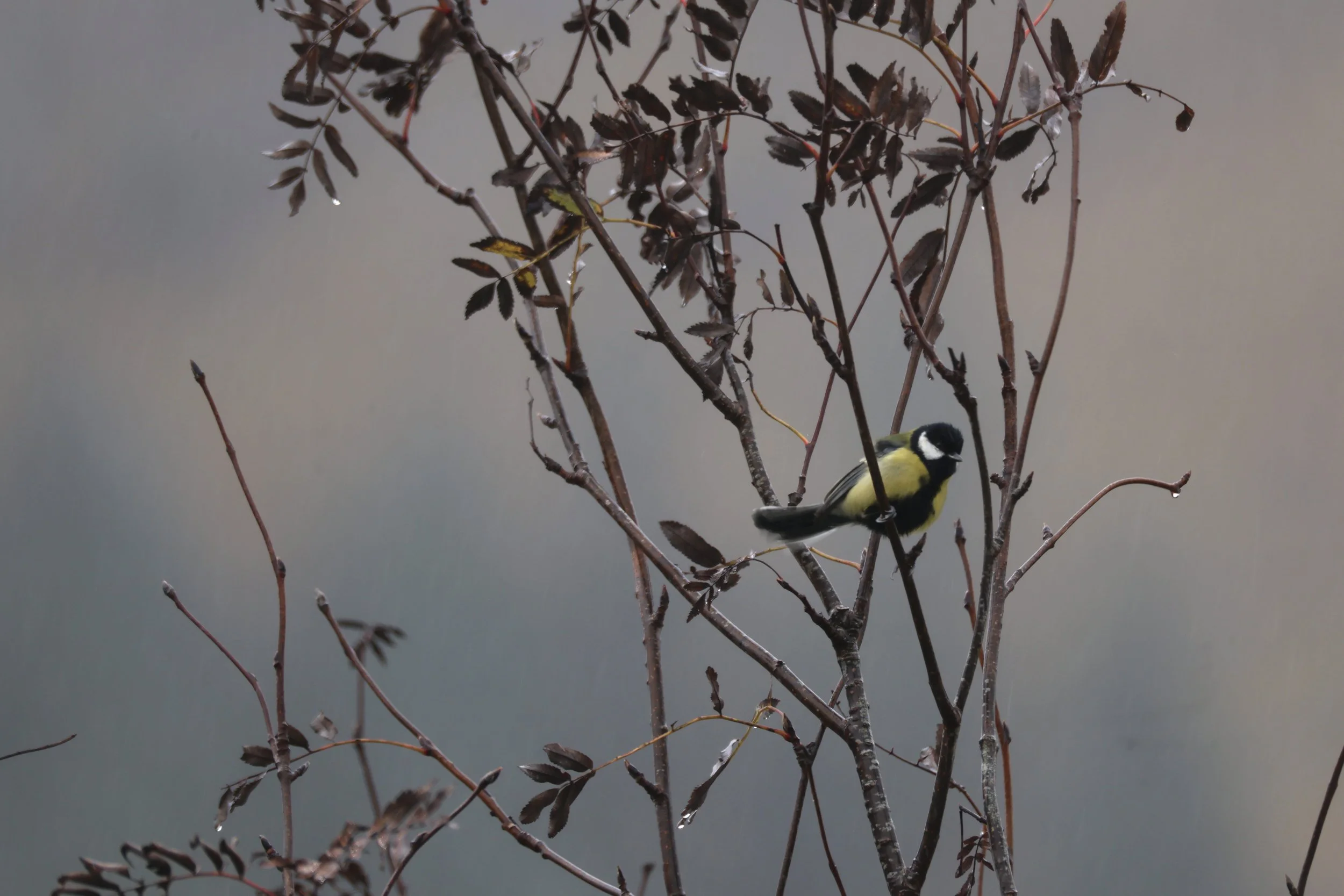 A small yellow and black bird perched on a branch of a bush with dark leaves, with a neutral background.