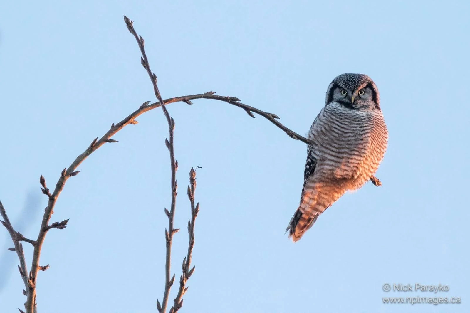 NOHAWKOWL.jpg
