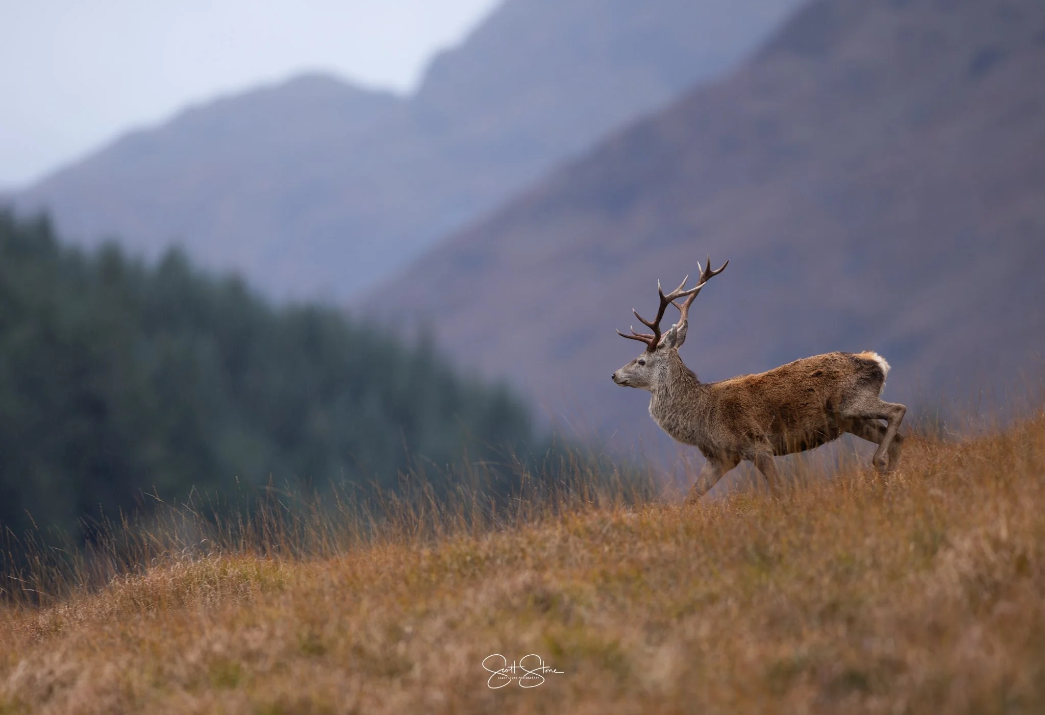 A reindeer with large antlers walking through a grassy, hilly landscape with mountains in the background.
