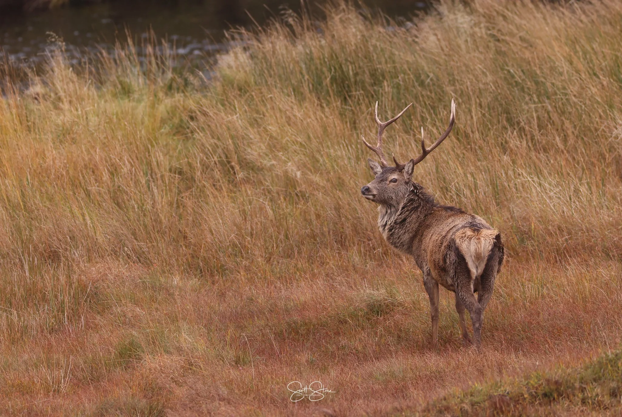 A mature stag standing in a grassy field with a body of water in the background.