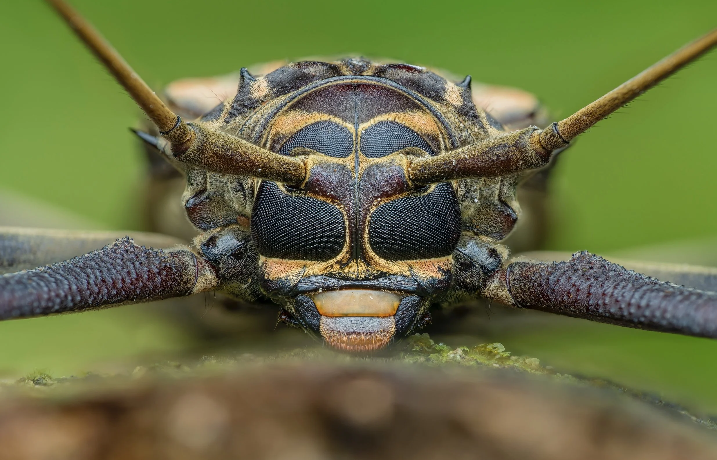 Close-up of a fly's head showing large compound eyes, antennae, and mouthparts with a green blurred background.