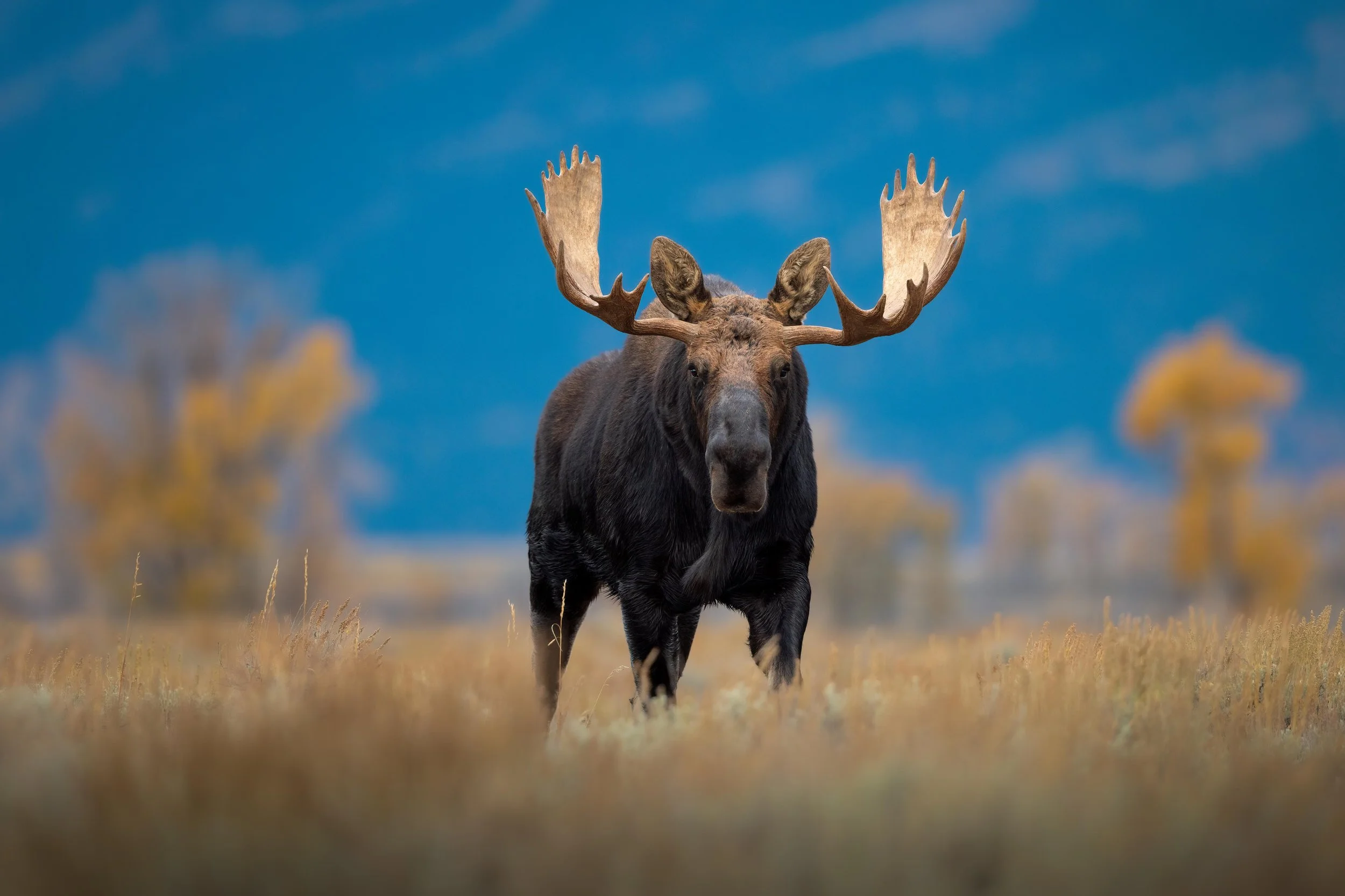 Grand Teton National Park - October 1-4, 2026