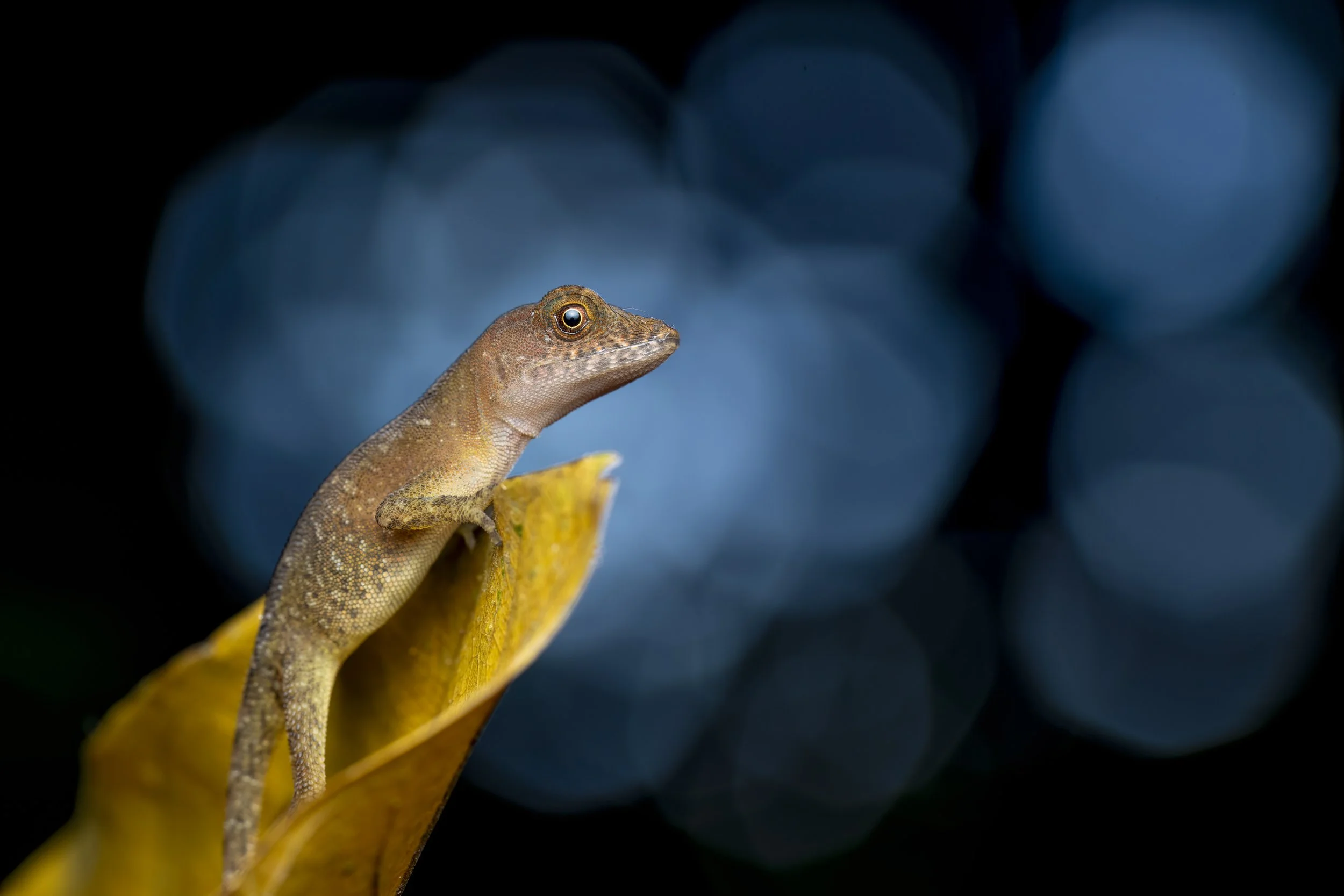 A small brown lizard with a pointed snout perched on a yellow leaf against a dark blue background with bokeh lights.