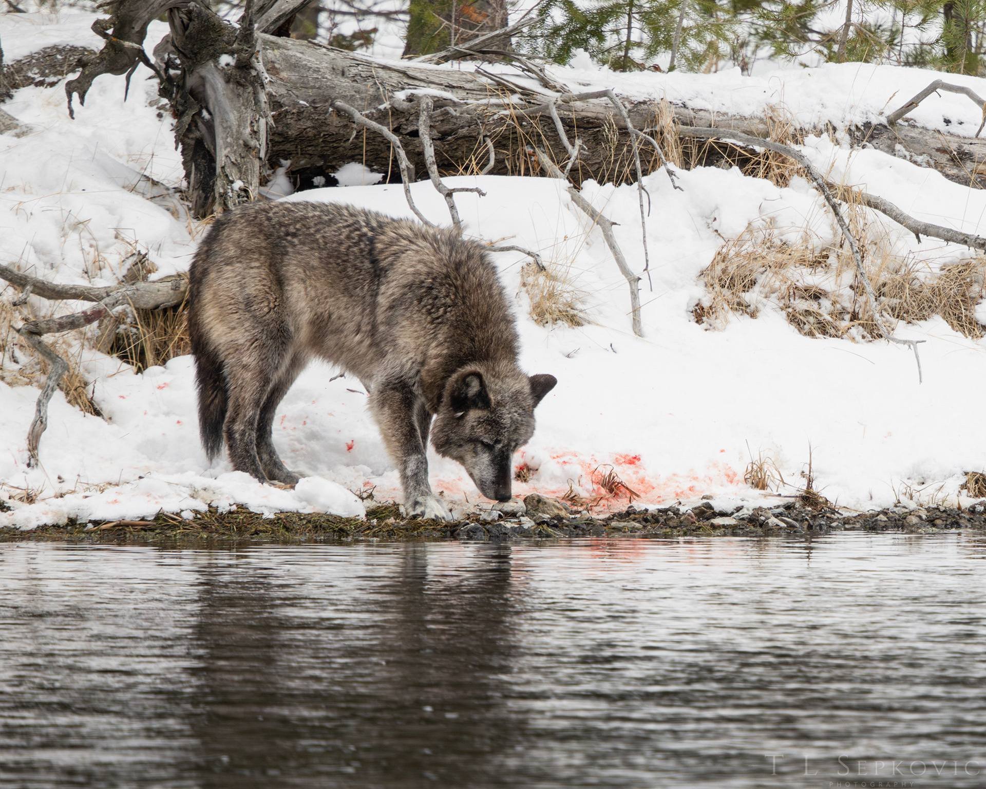 yellowstone wolf 2.jpg
