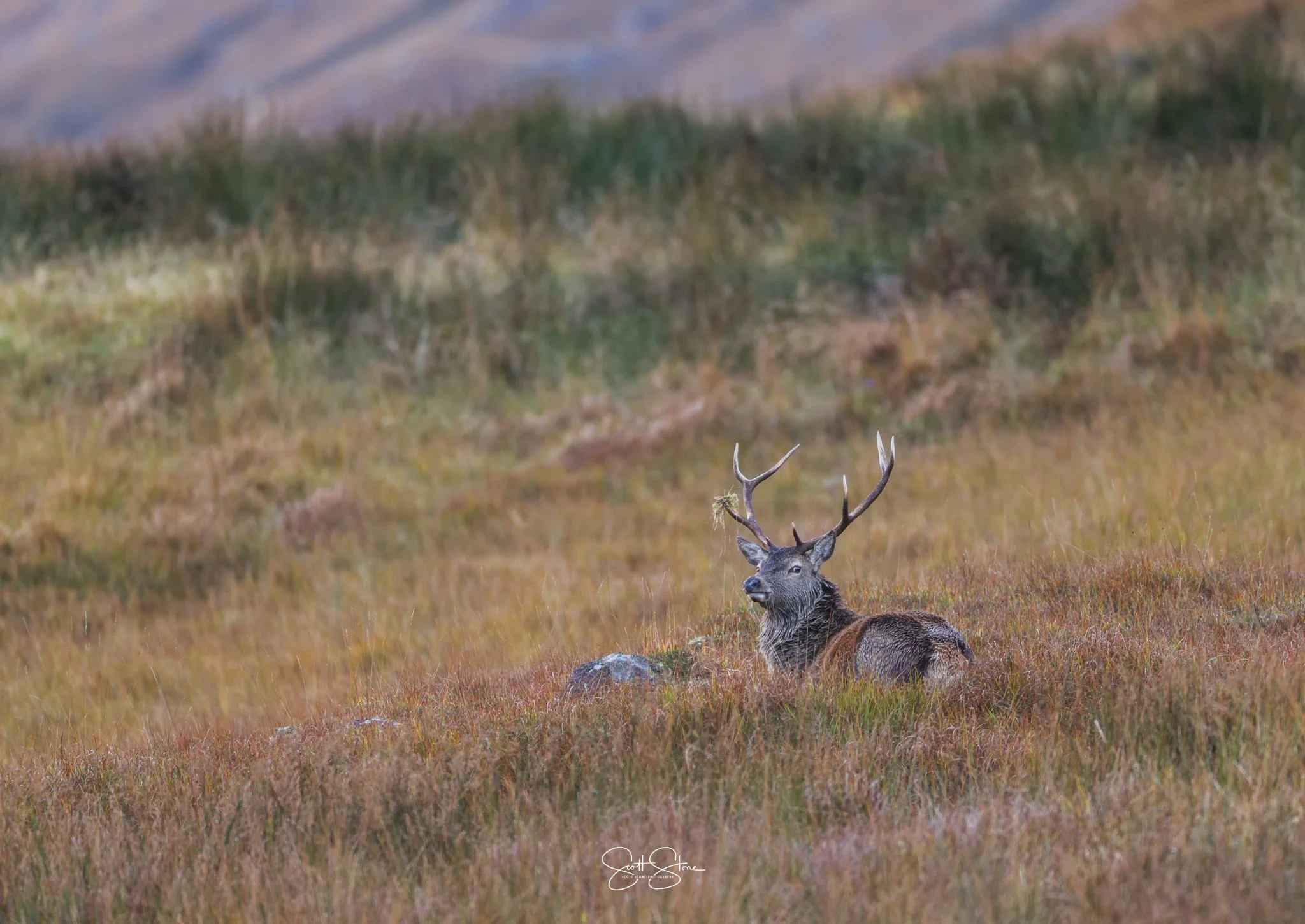 A deer with large antlers resting on a grassy field with rolling hills in the background.