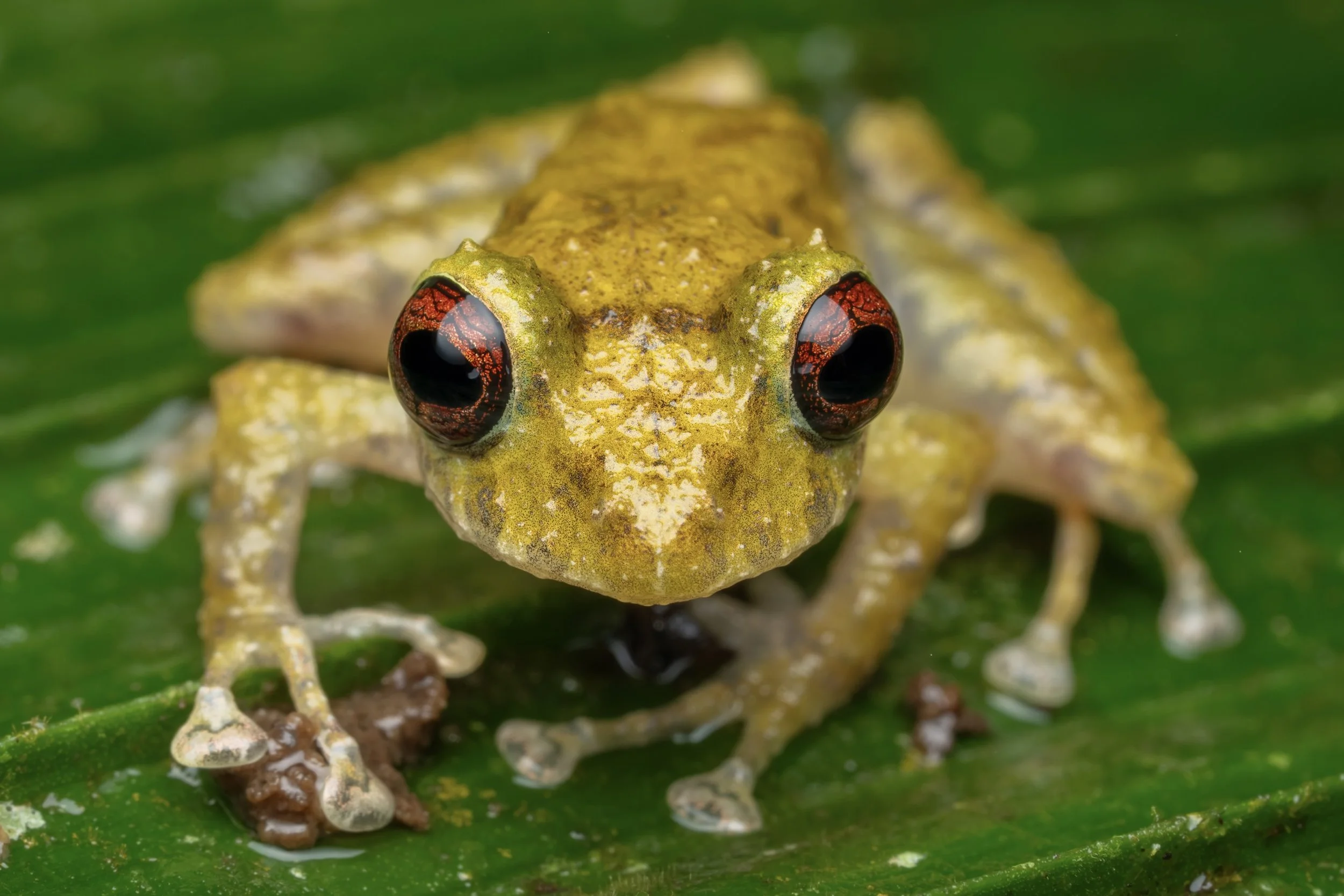 Close-up of a tiny, yellow-green frog with large, red and black eyes on a green leaf.