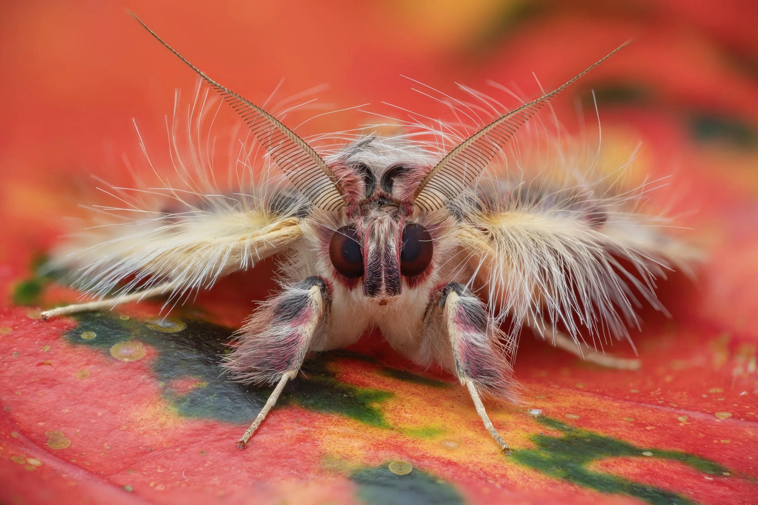 Close-up of a small moth with white and pinkish fur, large black eyes, long feathery antennae, and striped legs, resting on a red and green textured surface.
