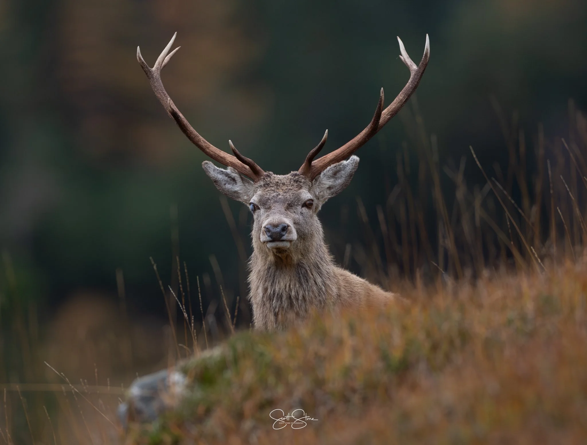 A majestic deer with large antlers resting in a natural outdoor setting with blurred foliage in the background.