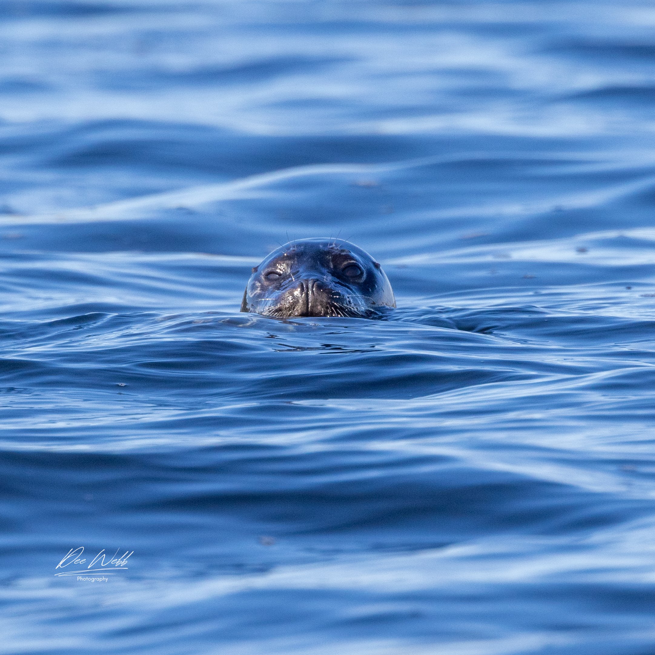 Bamfeild Starfish Seal 13.jpg