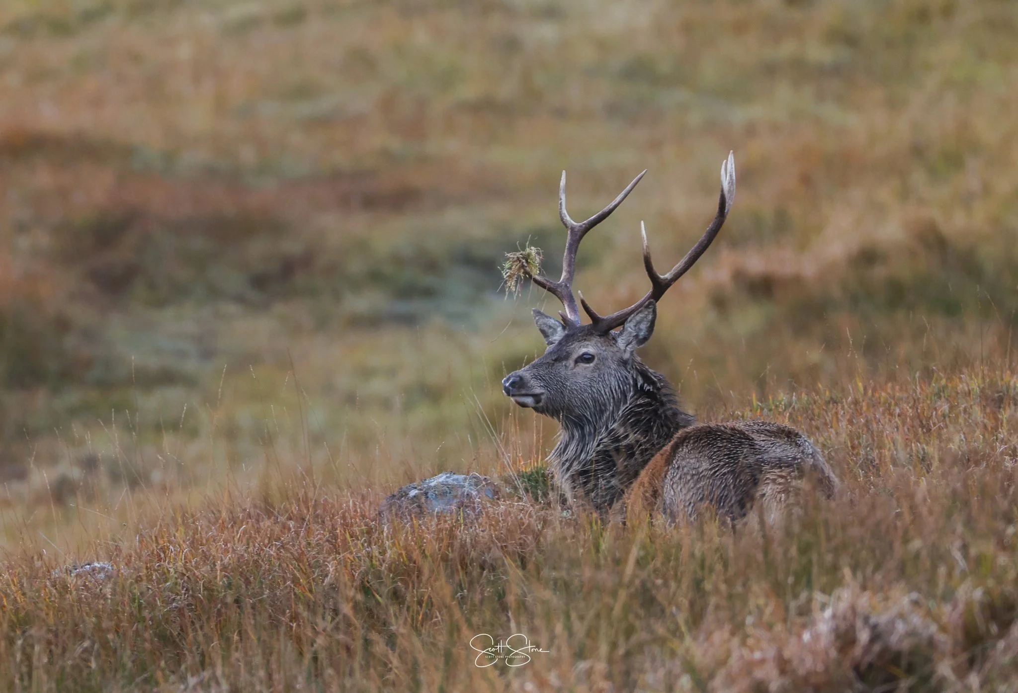 A deer with large antlers lying in tall grass in a natural outdoor setting.