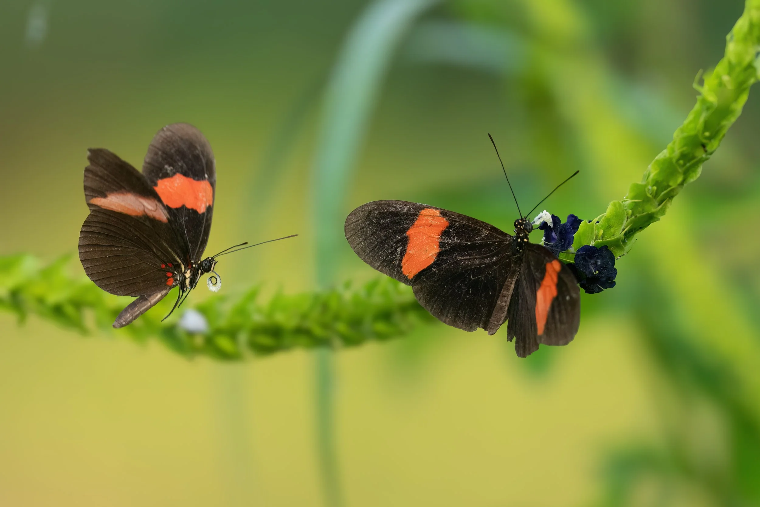 A Delicate Pursuit-2.jpg