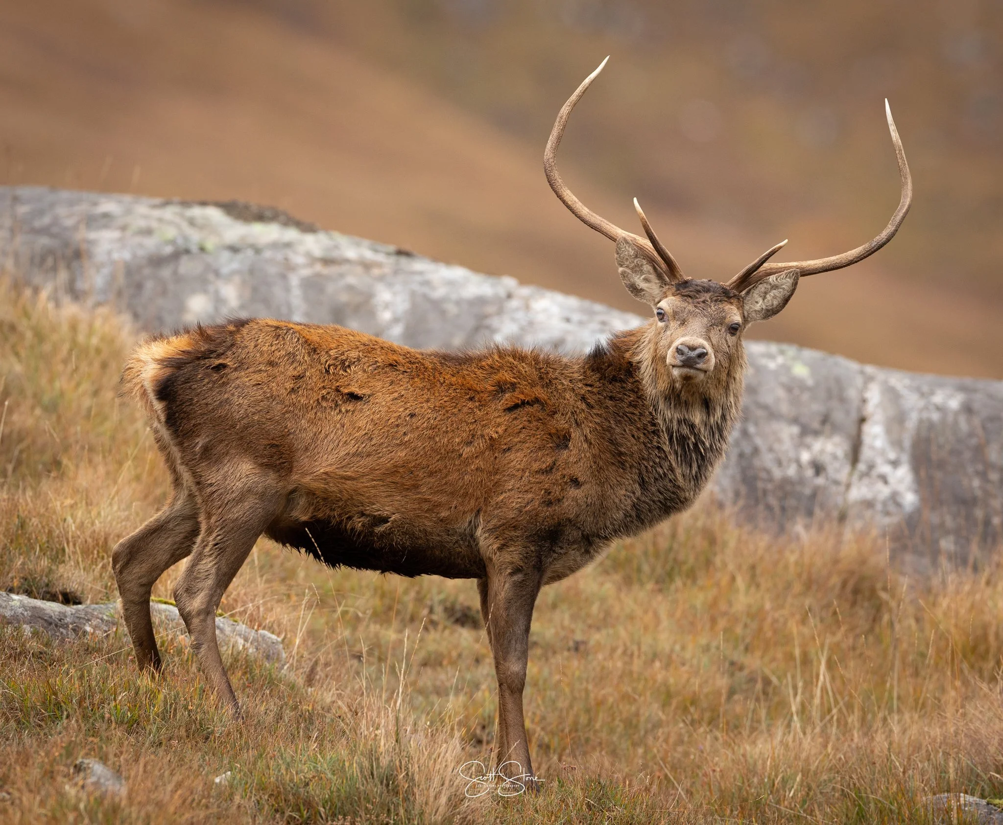 A majestic elk standing on a grassy hillside with rocks, looking at the camera with large antlers and brown fur.