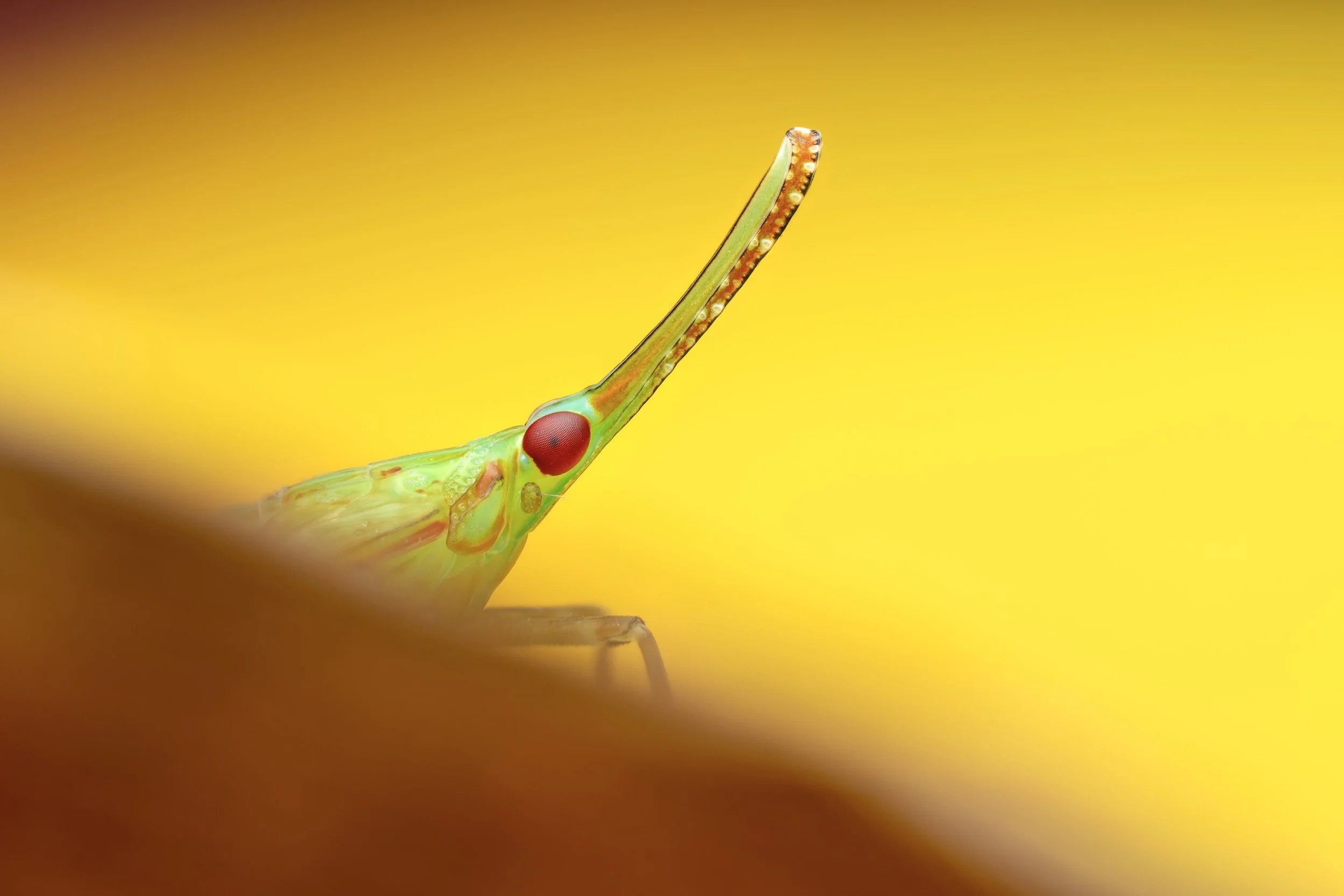 Close-up of a colorful insect with a long, pointed snout, red eyes, against a yellow background.