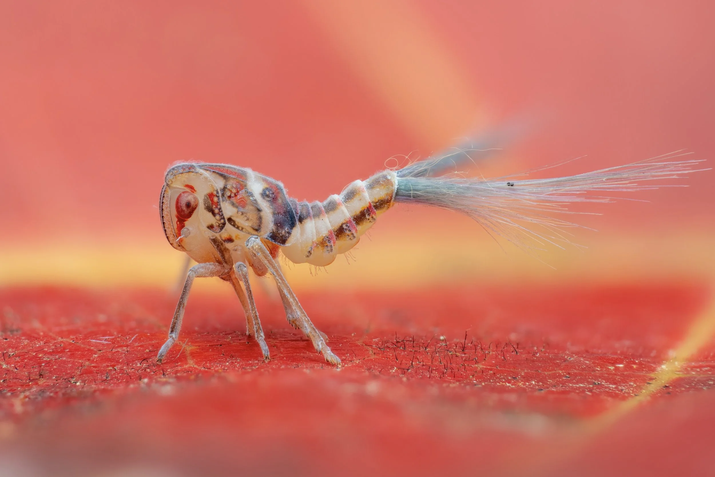 Close-up of a tiny insect with a segmented body and feathery tail on a red surface with a pink background.