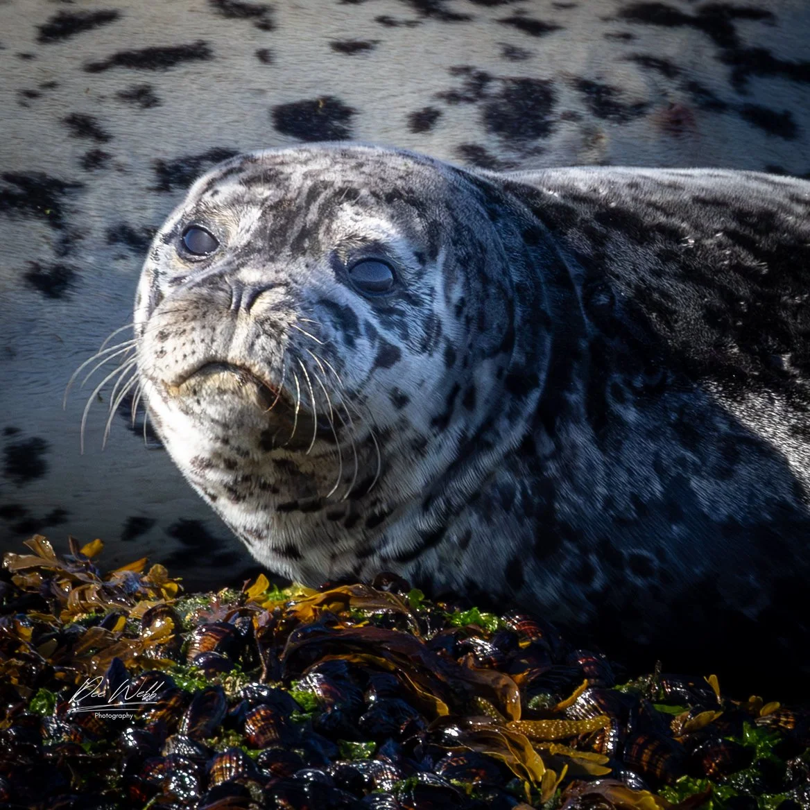 Bamfeild Starfish Seal 14.jpg