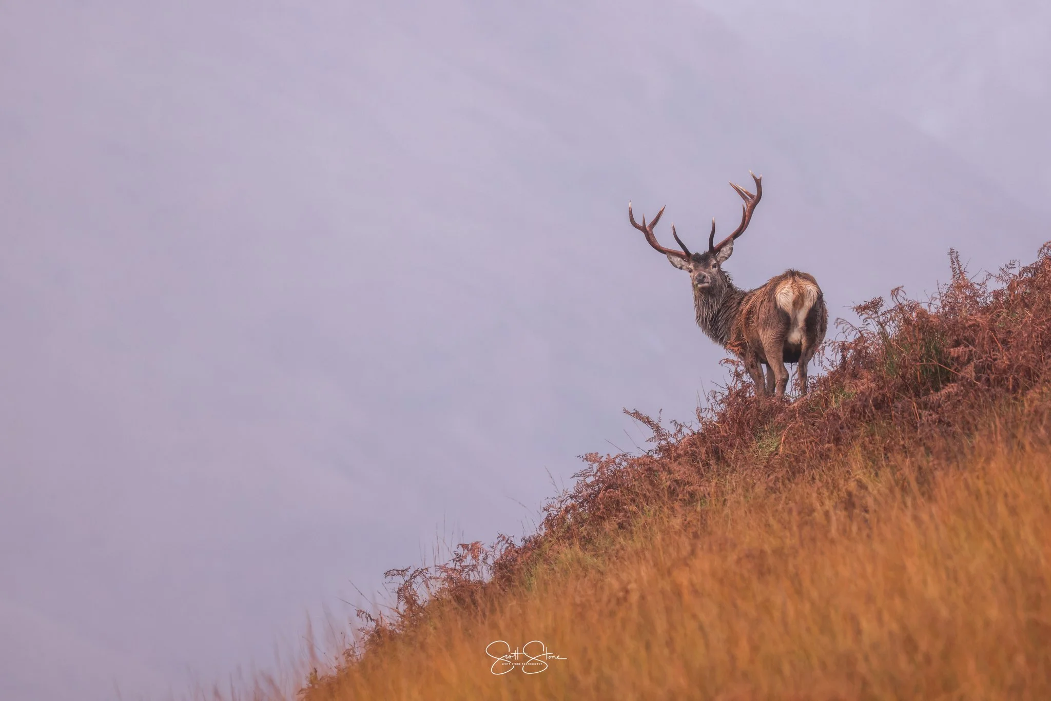 A stag with large, branched antlers standing on a grassy hillock against a cloudy sky.
