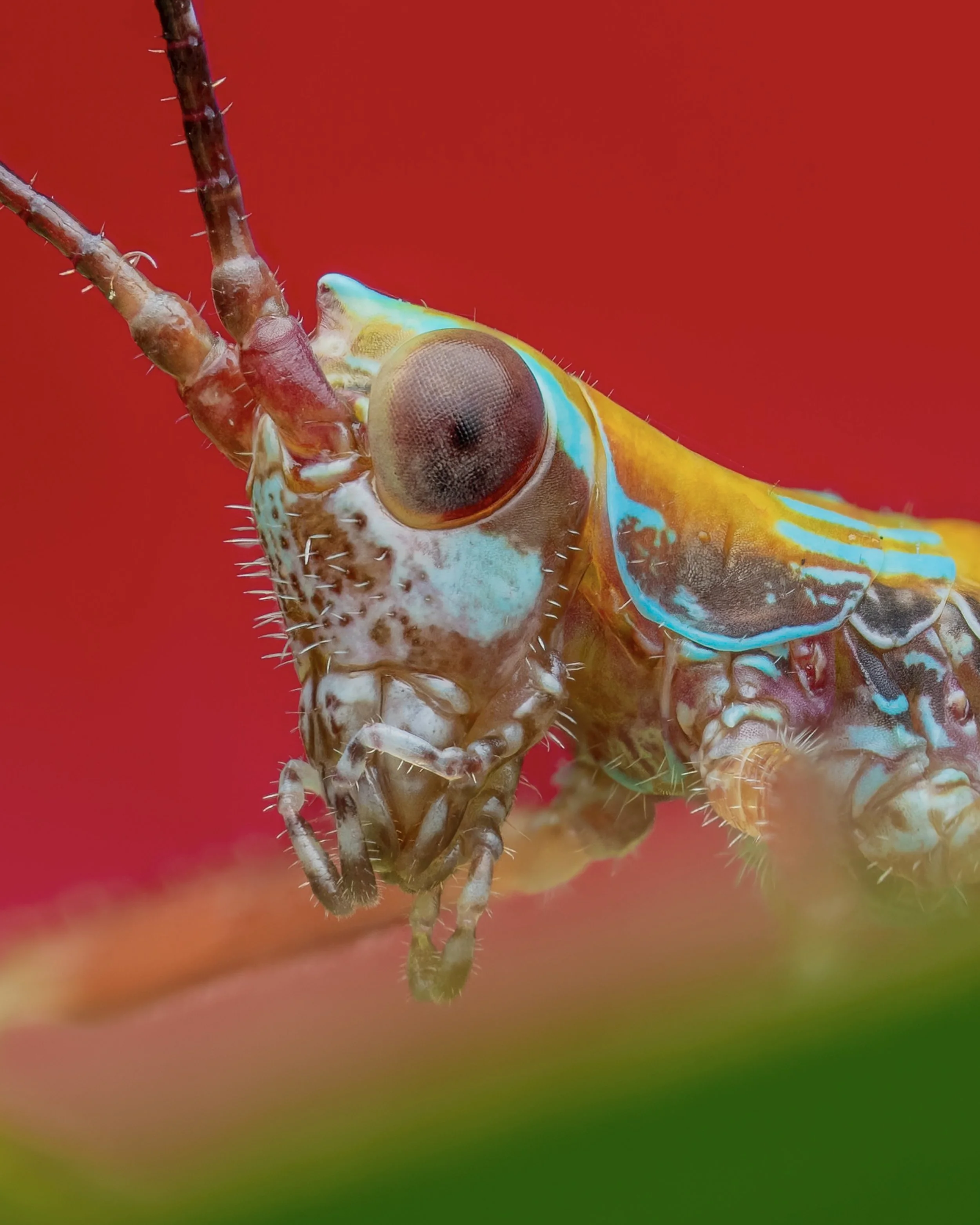 Close-up of a colorful insect, possibly a cicada, with large compound eyes, on a red and green background.