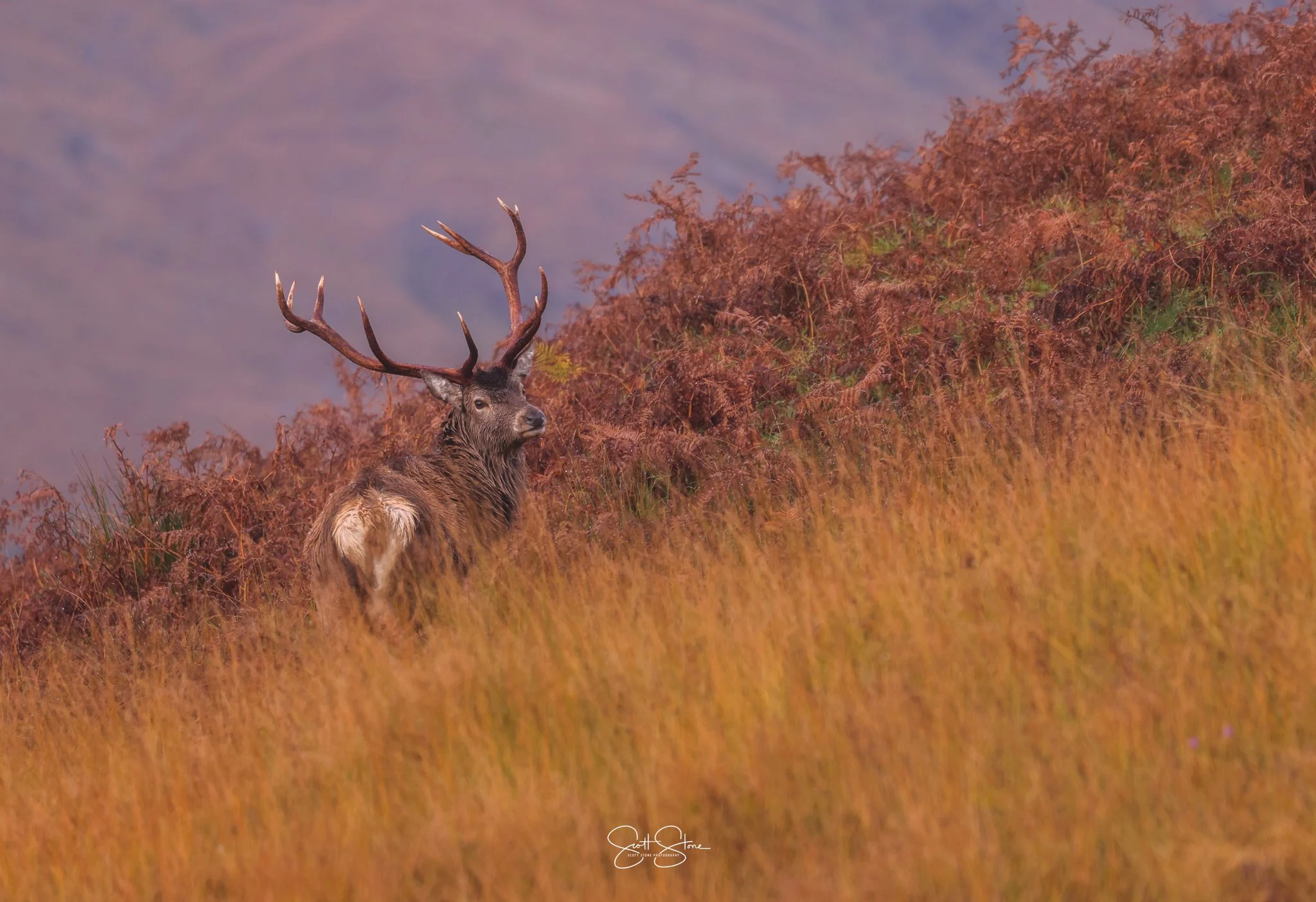 A majestic elk with large antlers standing amidst tall orange-brown grass and purple foliage, with a mountain range in the background.