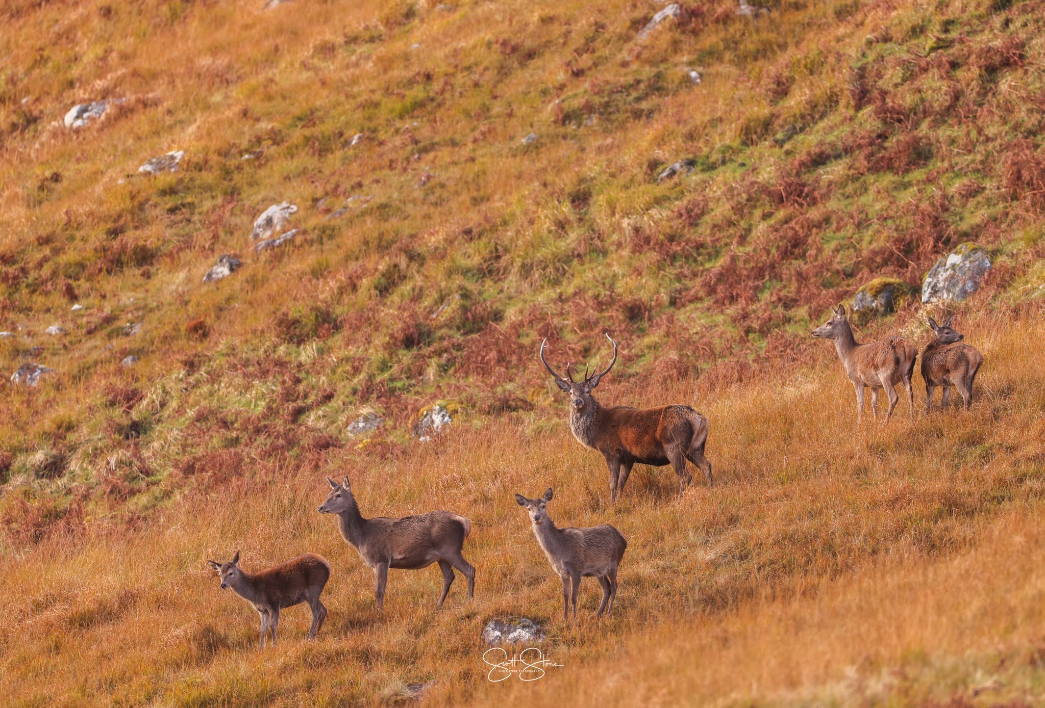 A herd of deer, including a male with antlers, standing on a grassy hillside with rocks and autumn-colored vegetation.