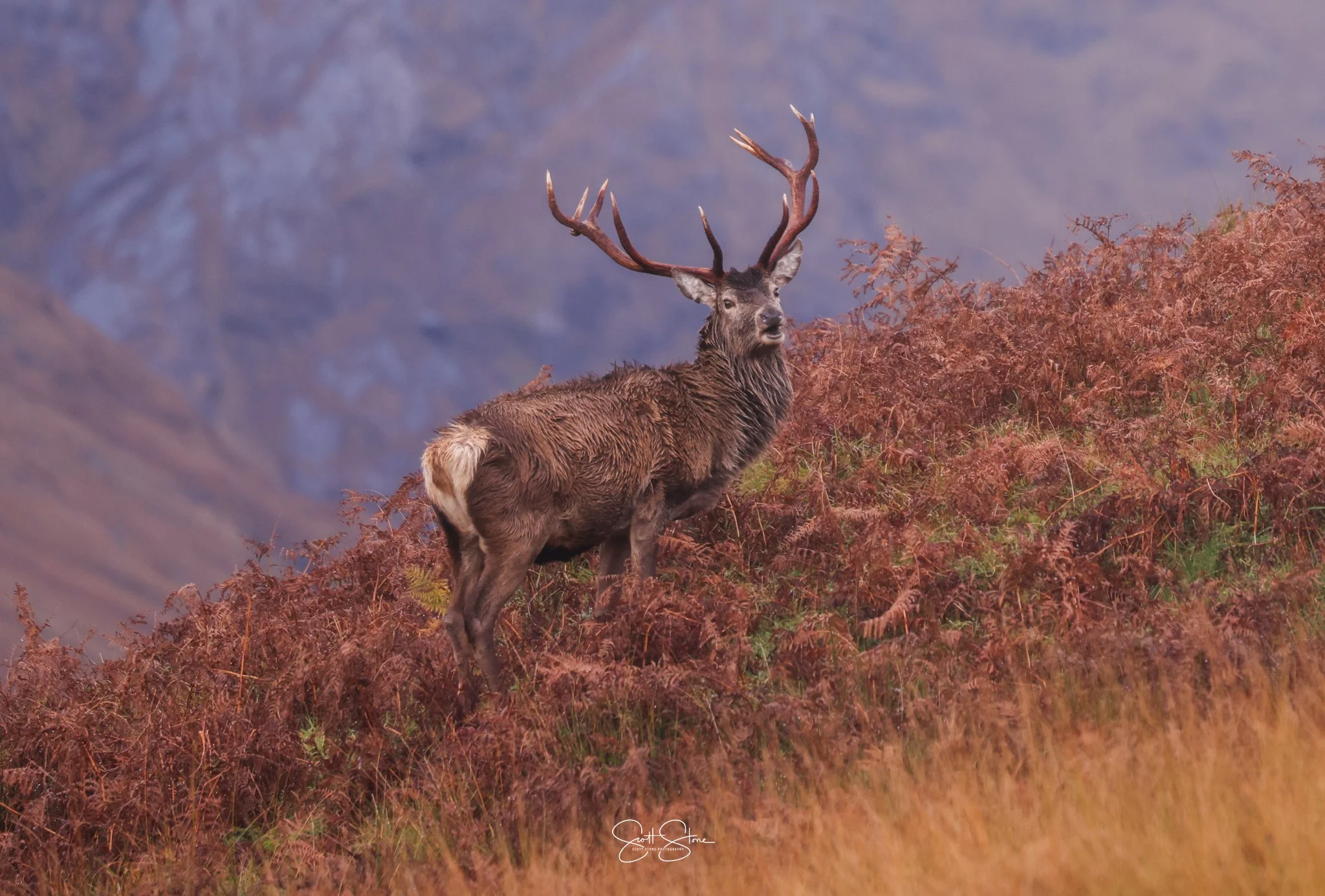 A majestic red stag with large antlers standing on a hillside with reddish-brown foliage, with mountains in the background.