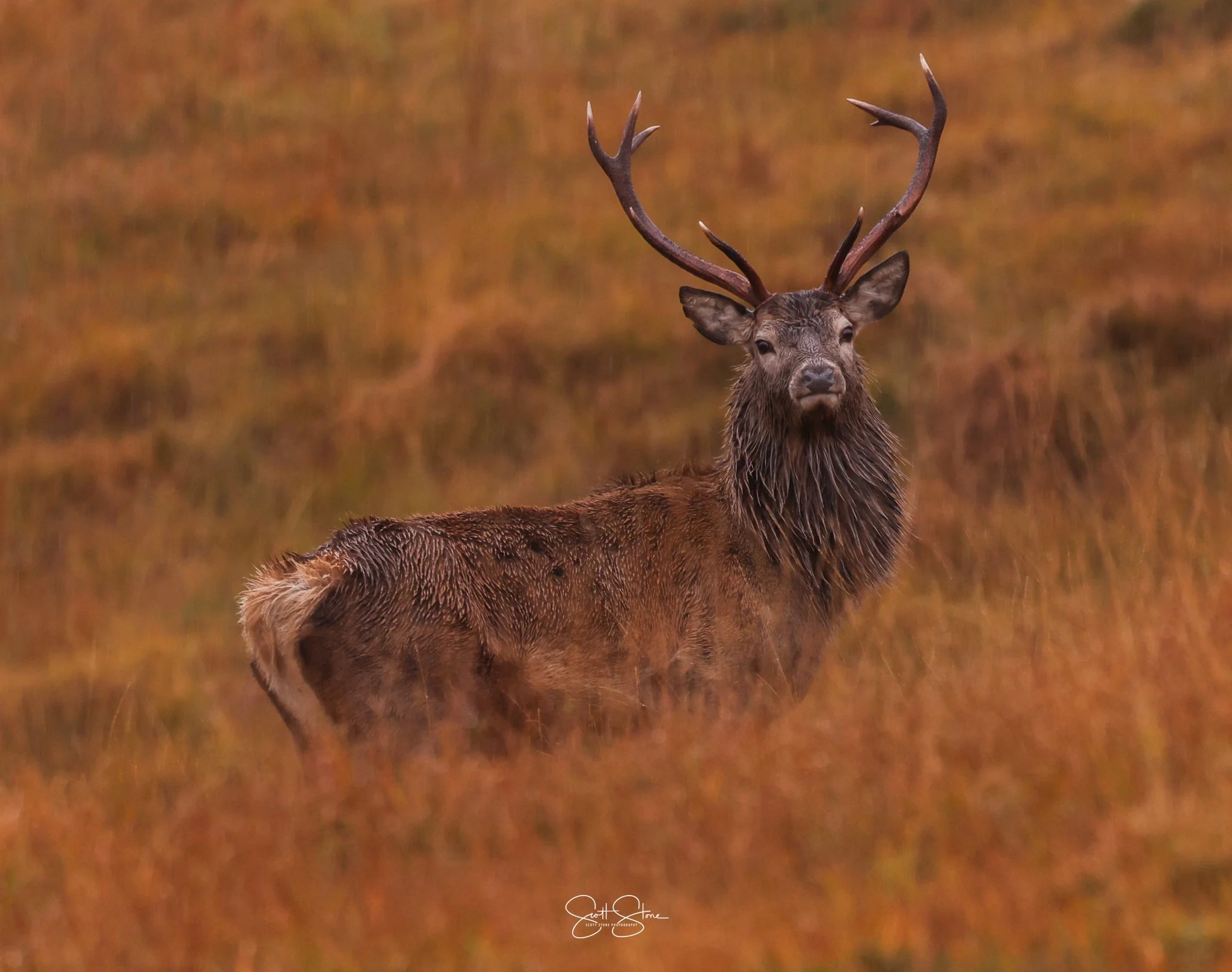 A majestic stag with antlers stands in a grassy field with warm autumn tones.