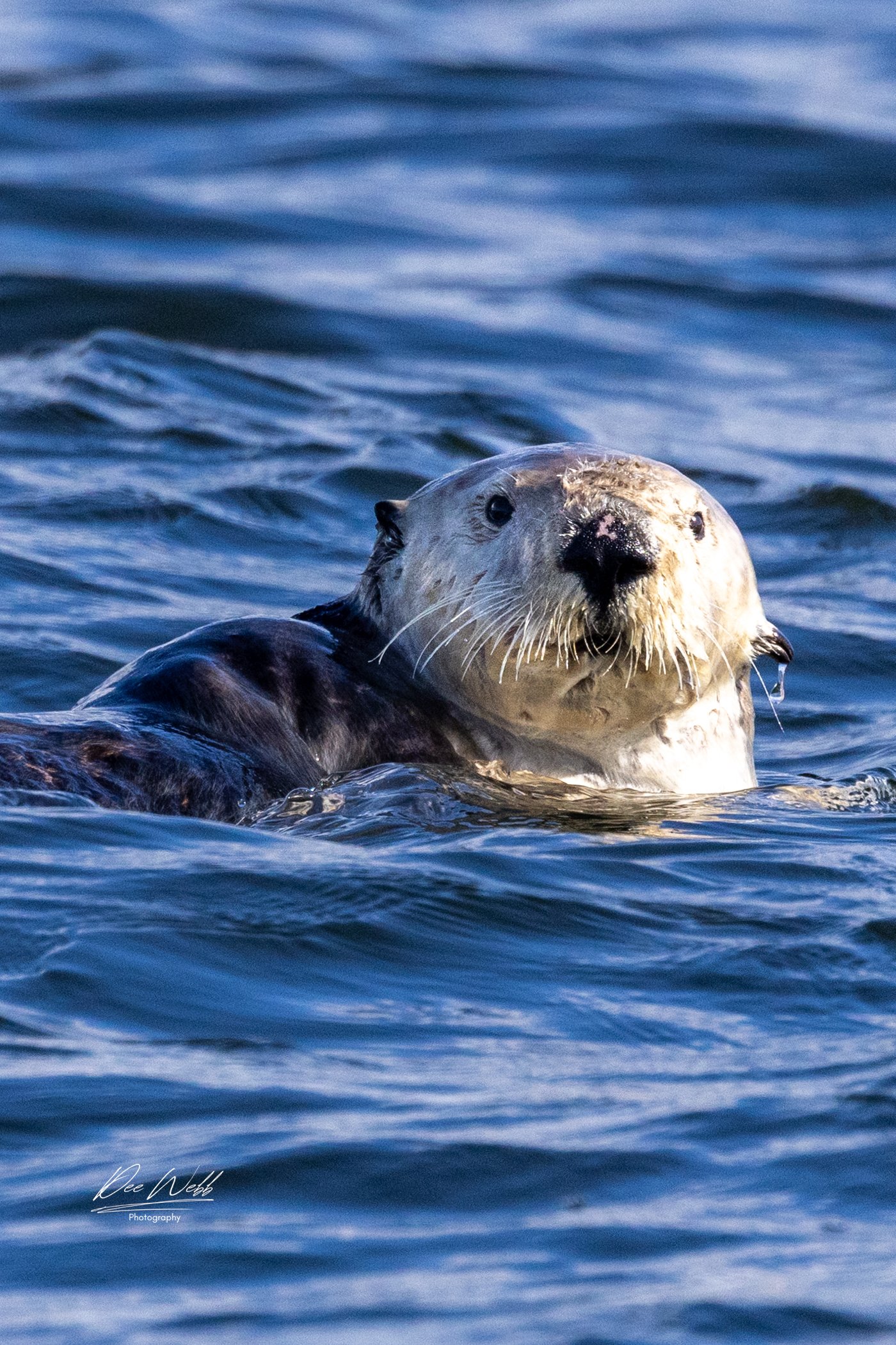 Bamfeild Otter 3.jpg