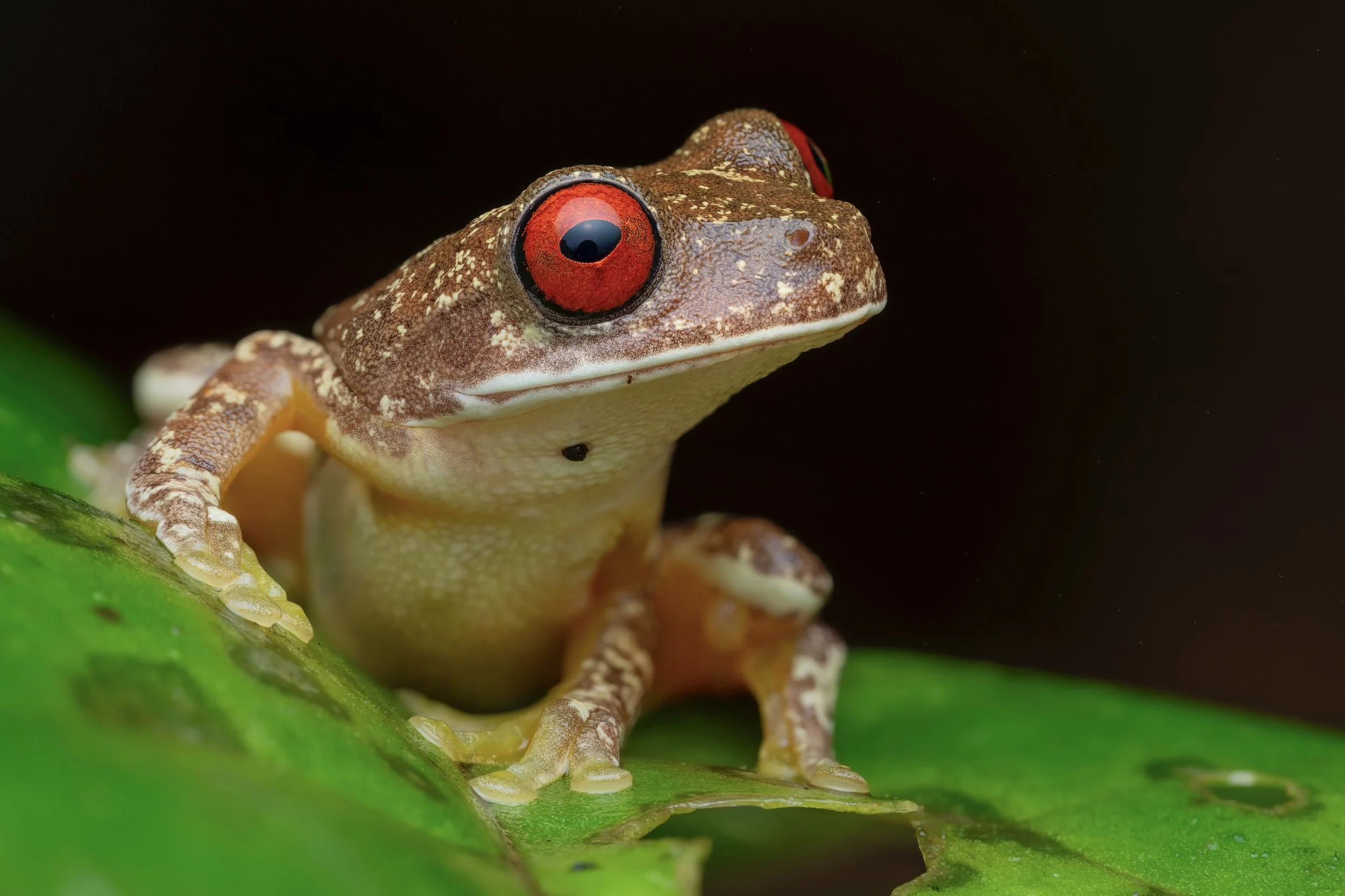 Close-up of a frog with red eyes, brown and yellow skin, sitting on a green leaf against a dark background.