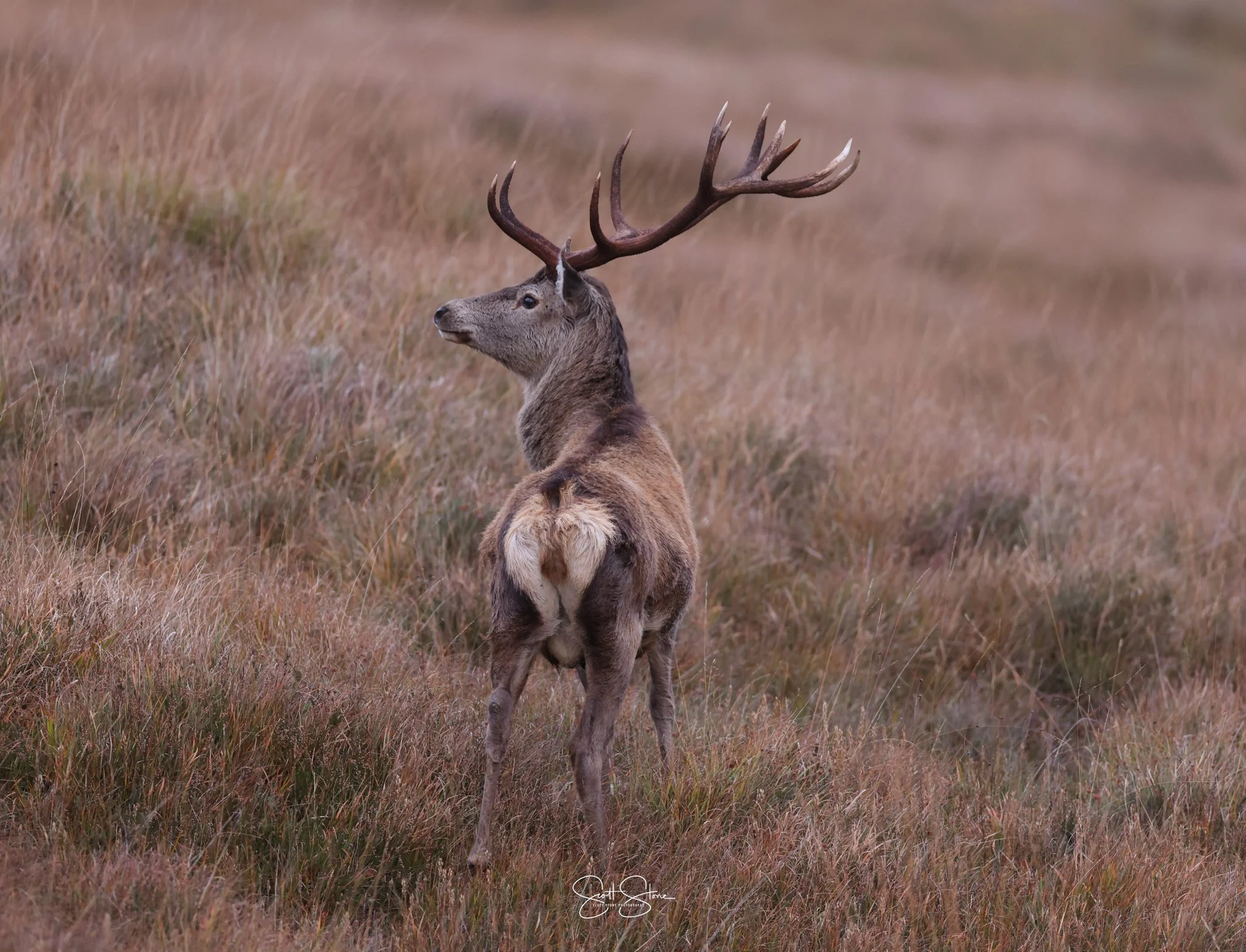 A majestic deer standing in a grassy field with large antlers, looking to the side.