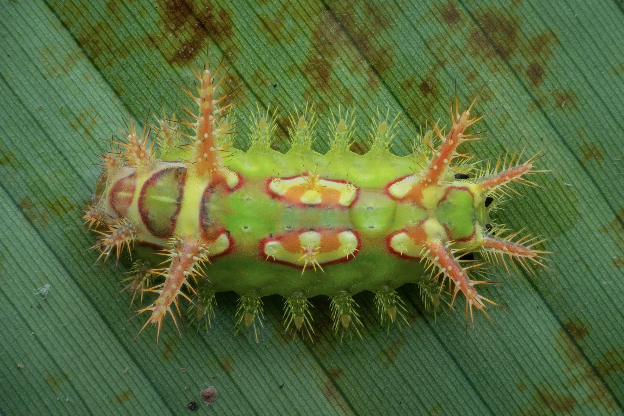 Close-up of a green caterpillar with red and white markings and spiky orange protrusions, on a green leaf.