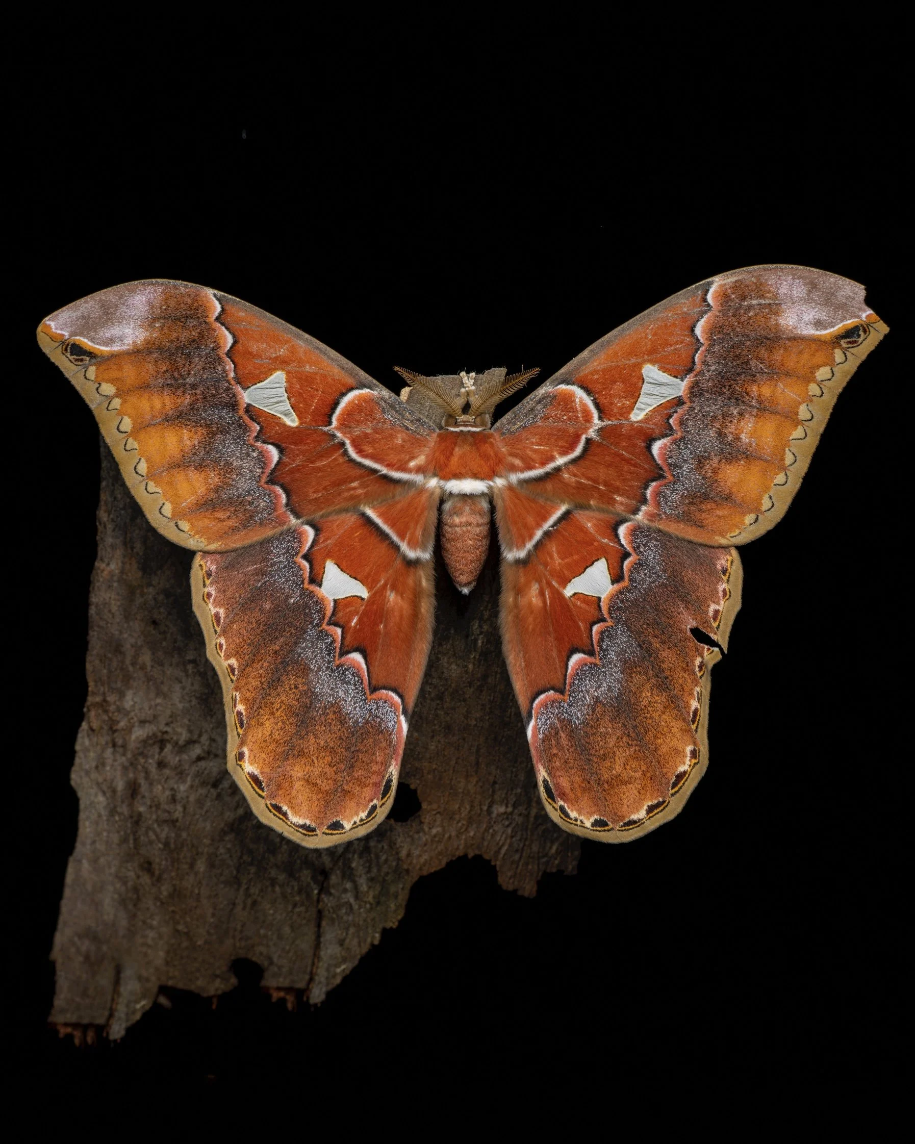 A large, colorful butterfly with orange, brown, white, and black wings perched on a piece of wood against a black background.
