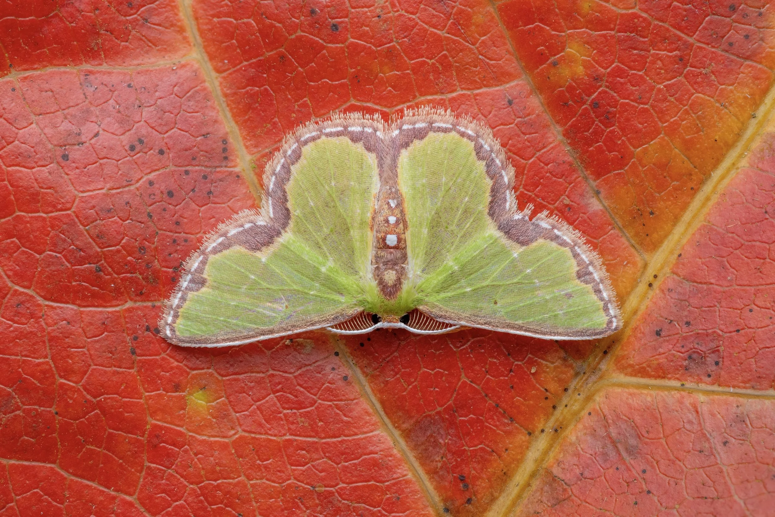 Close-up of a green moth with brown and white markings resting on a red orange leaf.