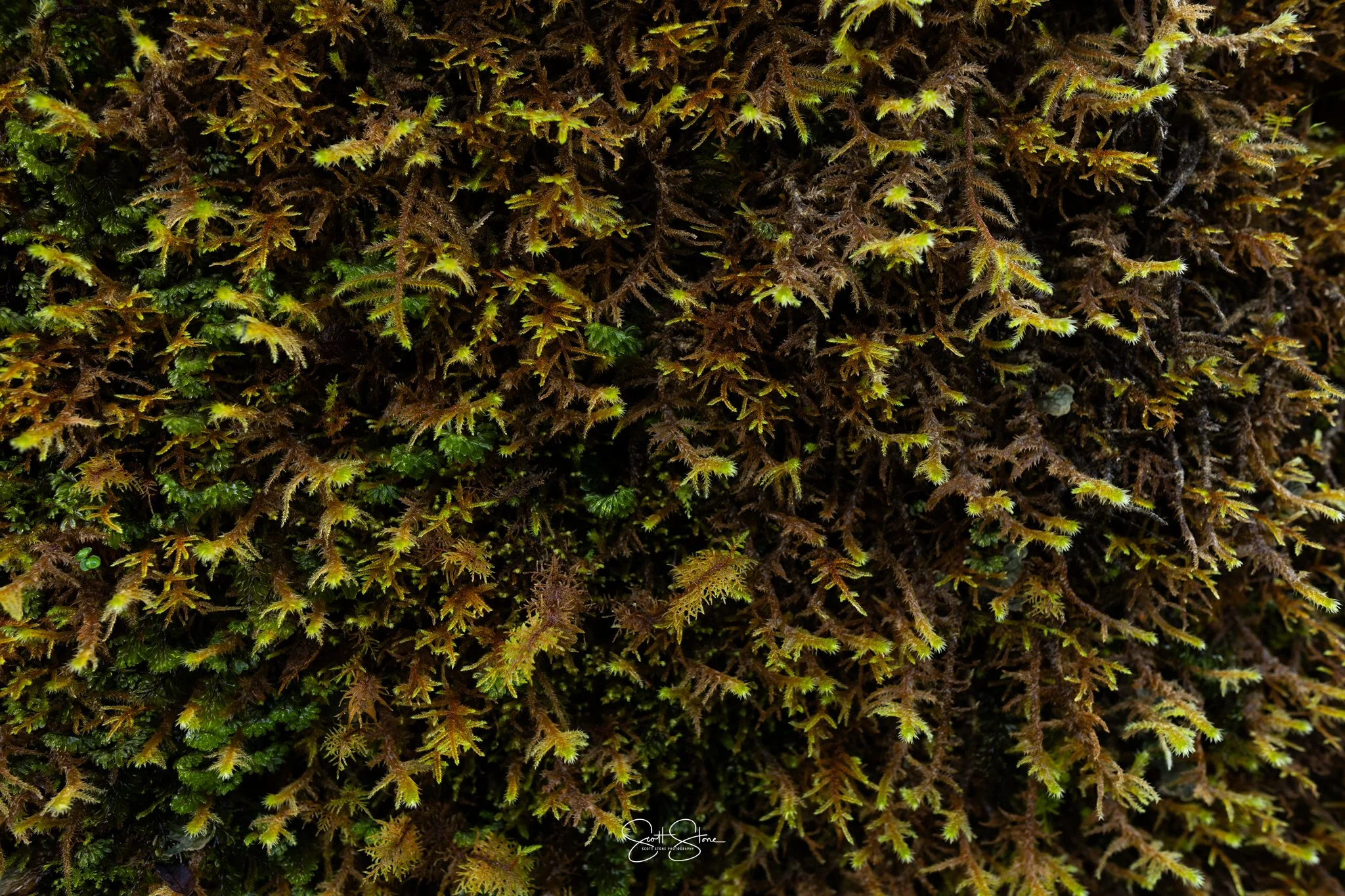 Close-up of a dense patch of moss with various green and brown hues.