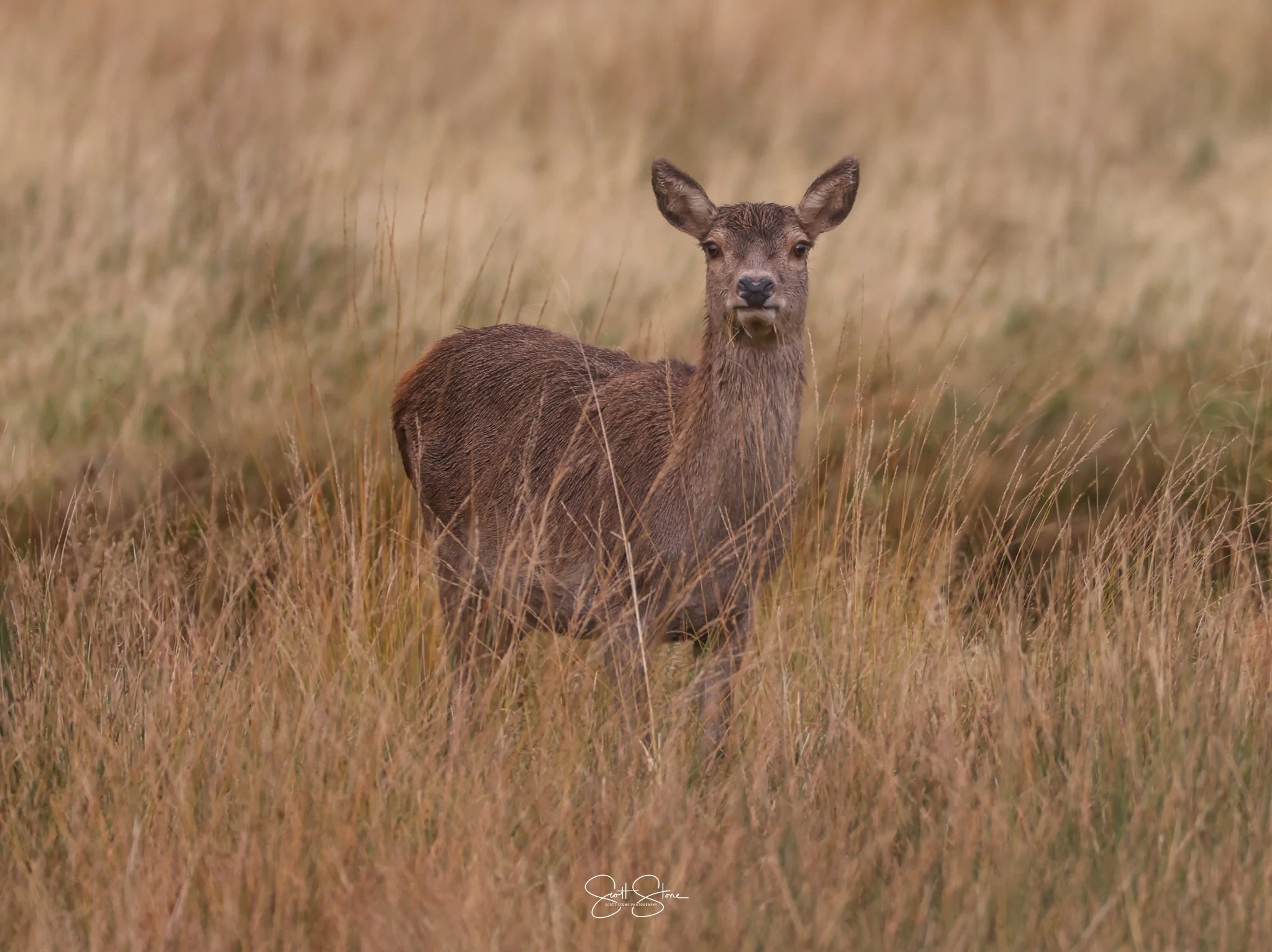 A young deer standing in tall brown grass in a field, looking directly at the camera with alert ears.