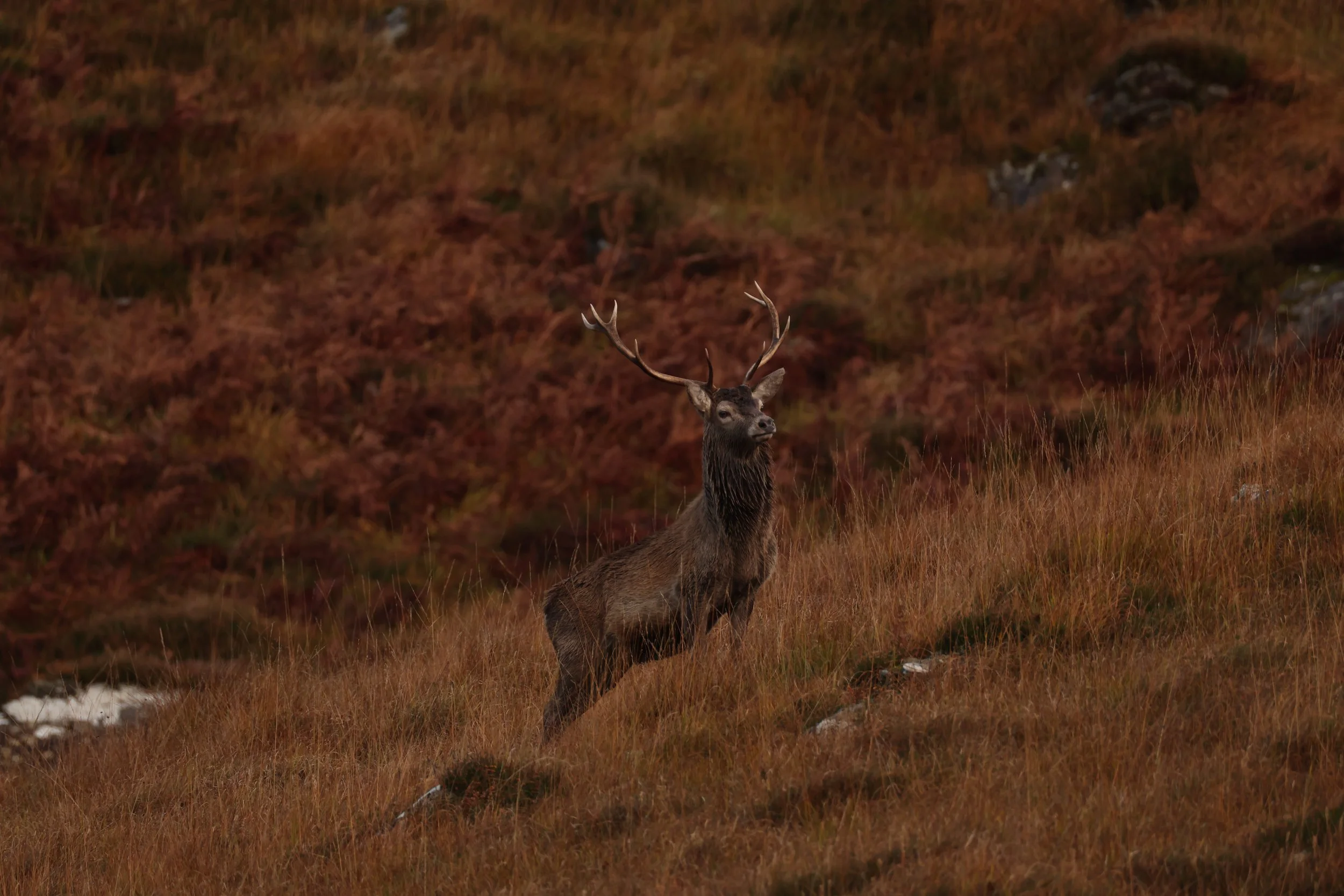 All images courtesy of Scott & Jackie Stone, Lady Helen Grant
