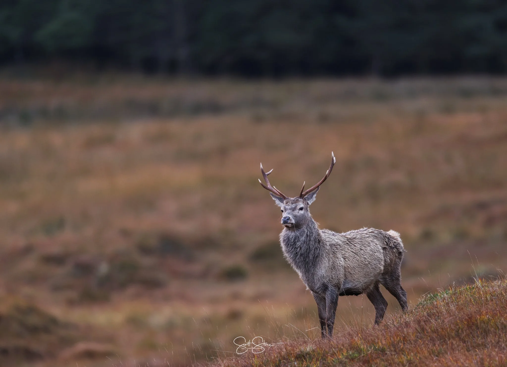 A majestic elk standing on a grassy hillside in a natural setting with blurred trees in the background.
