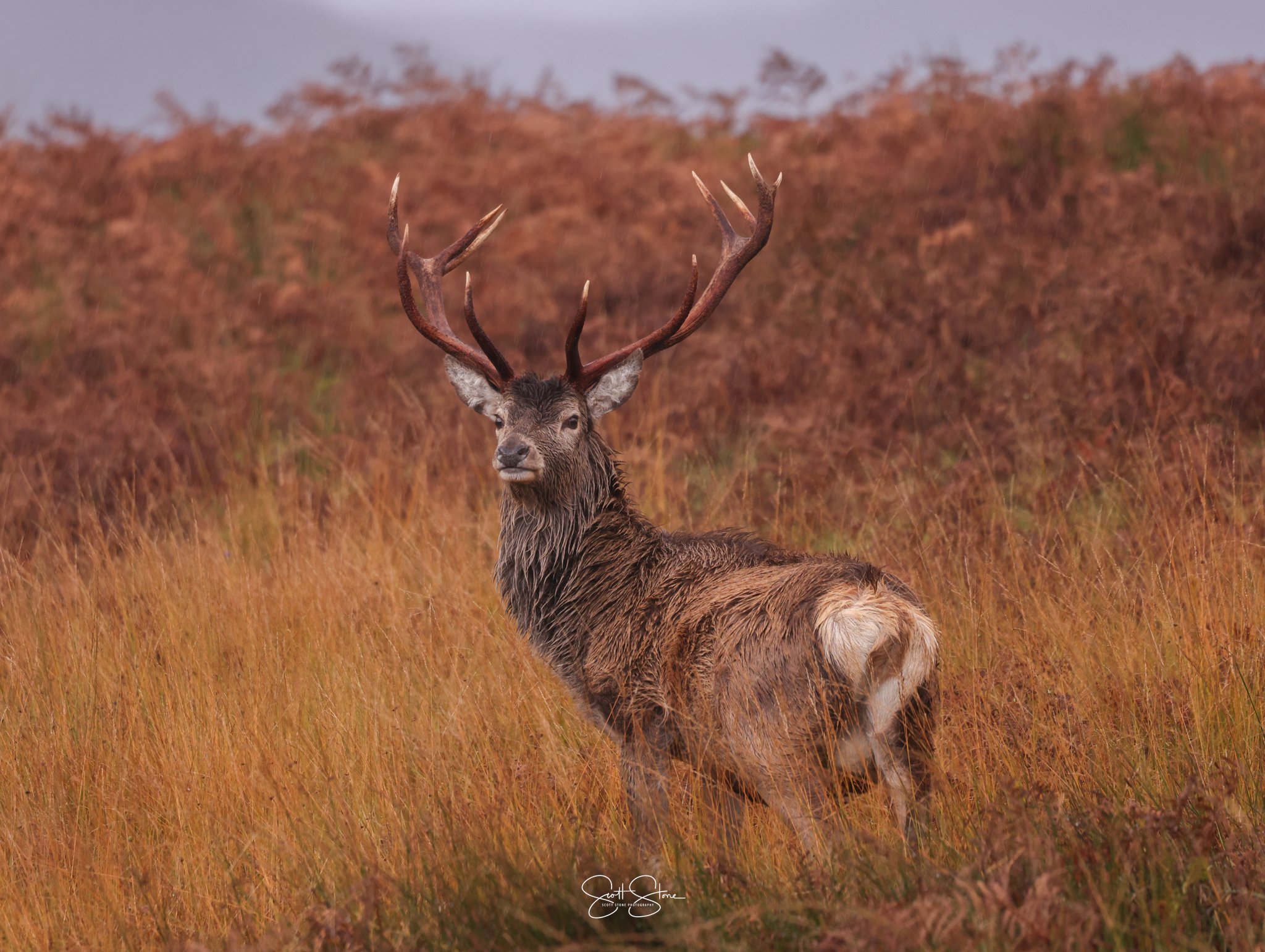 A majestic brown deer with large antlers standing in a field of reddish-brown grass during autumn.