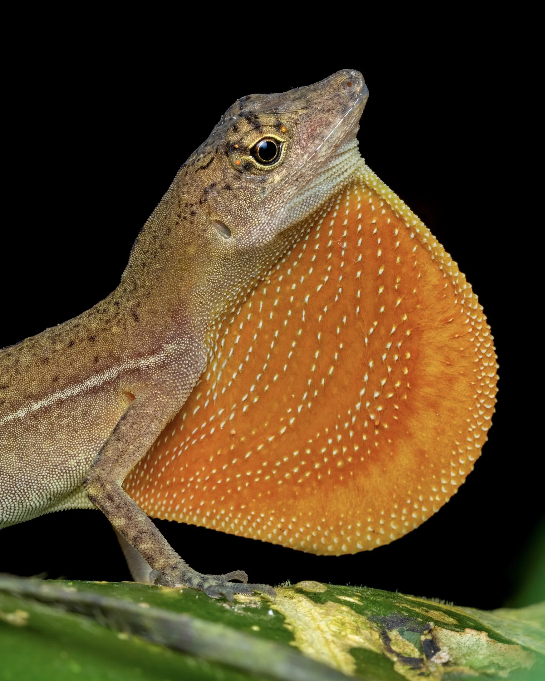 Close-up of a lizard with a vibrant orange frill around its neck, standing on a green surface against a black background.