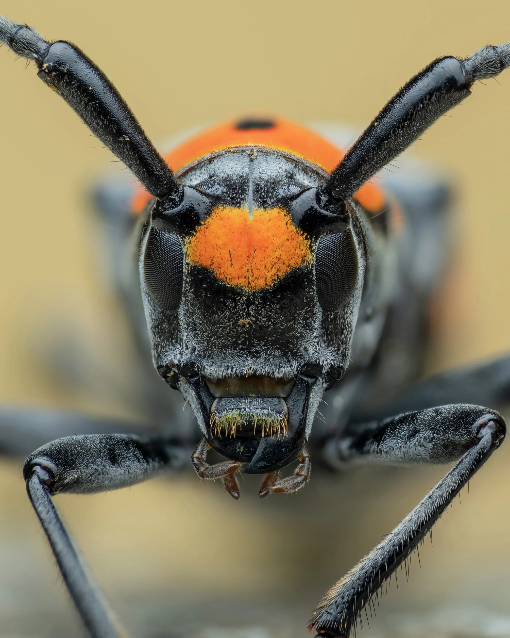 Close-up of a wasp's face showing large black eyes, orange markings, and antennae.