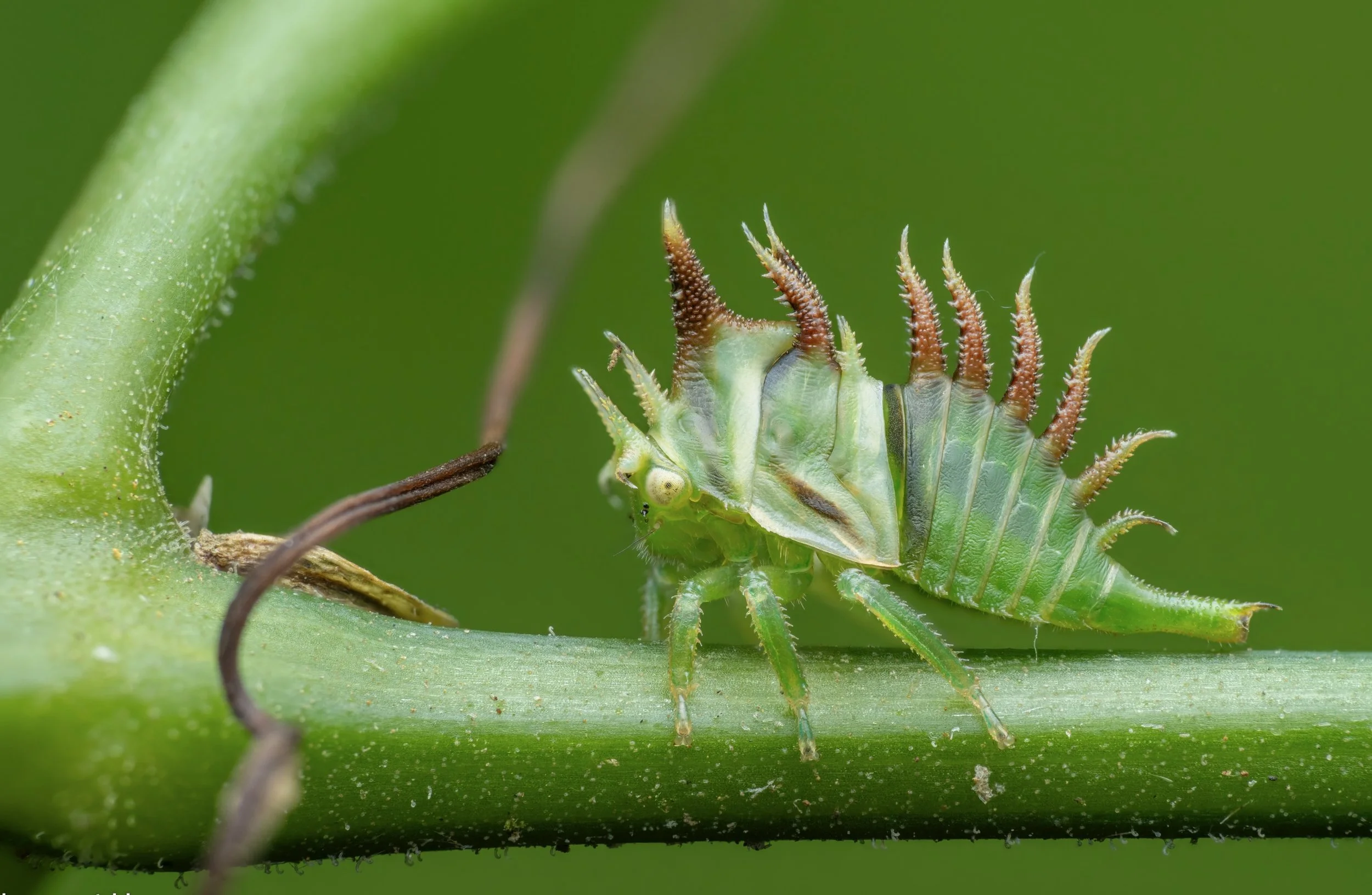 Close-up of a green caterpillar with spiky reddish-brown and green markings on a green plant stem.