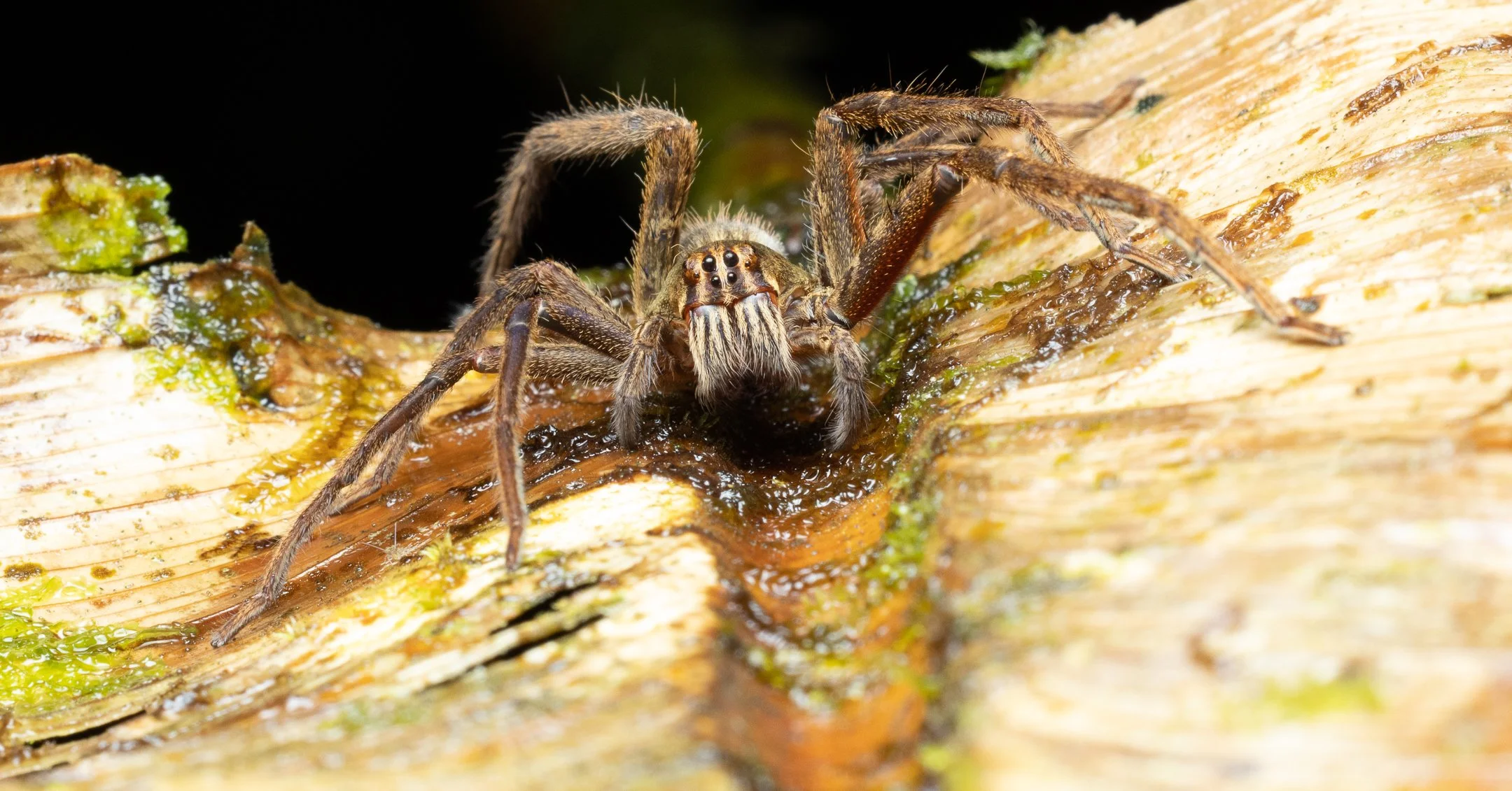Close-up of a jumping spider on a wet piece of wood with green moss and algae.